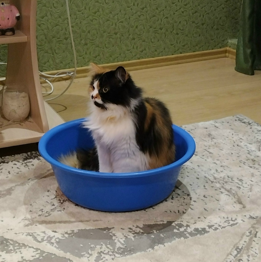 Пропала собака в Брянске — фото объявления