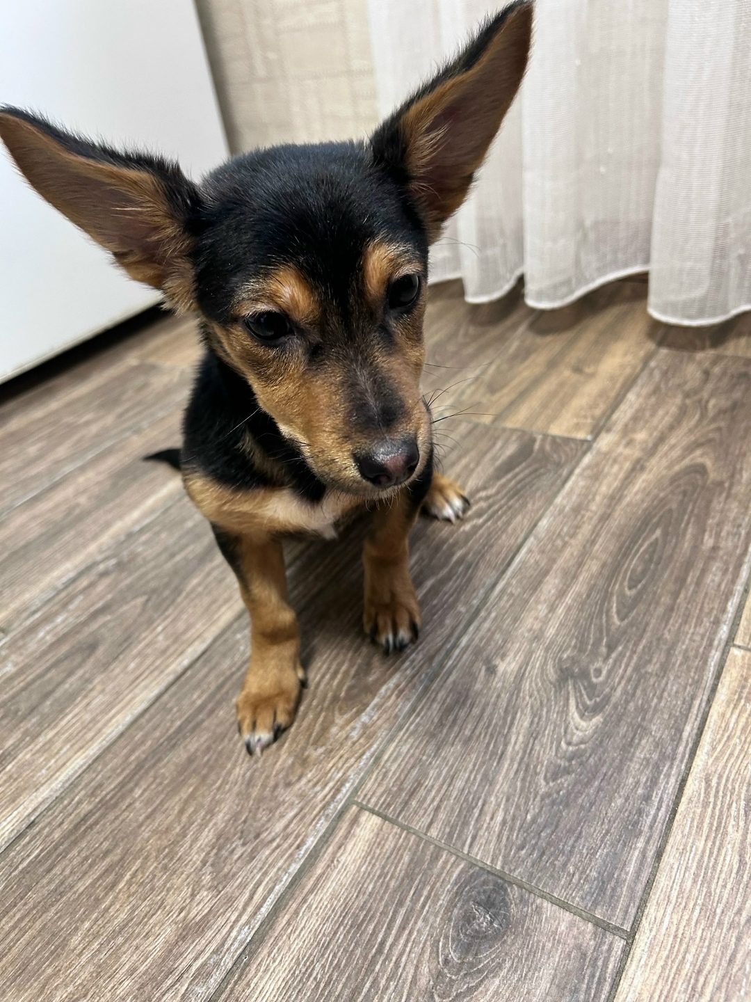 Найдена собака в Брянске — фото объявления