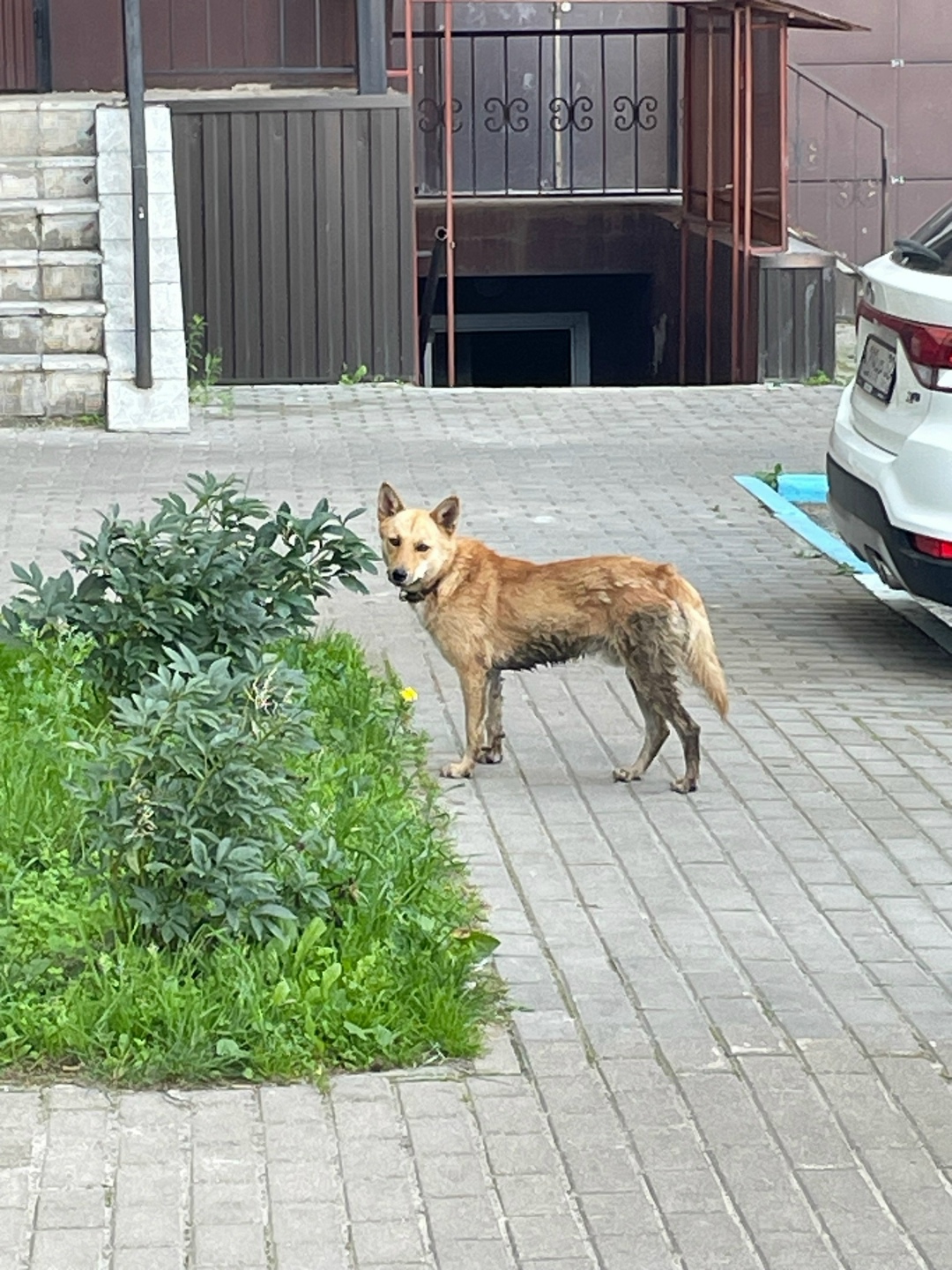 Найдена собака в Брянске — фото объявления