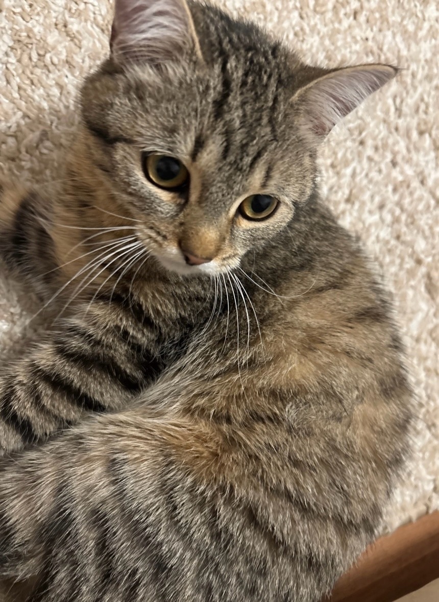 Пропала кошка в Брянске — фото объявления