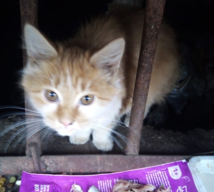 Пропала кошка в Брянске — фото объявления