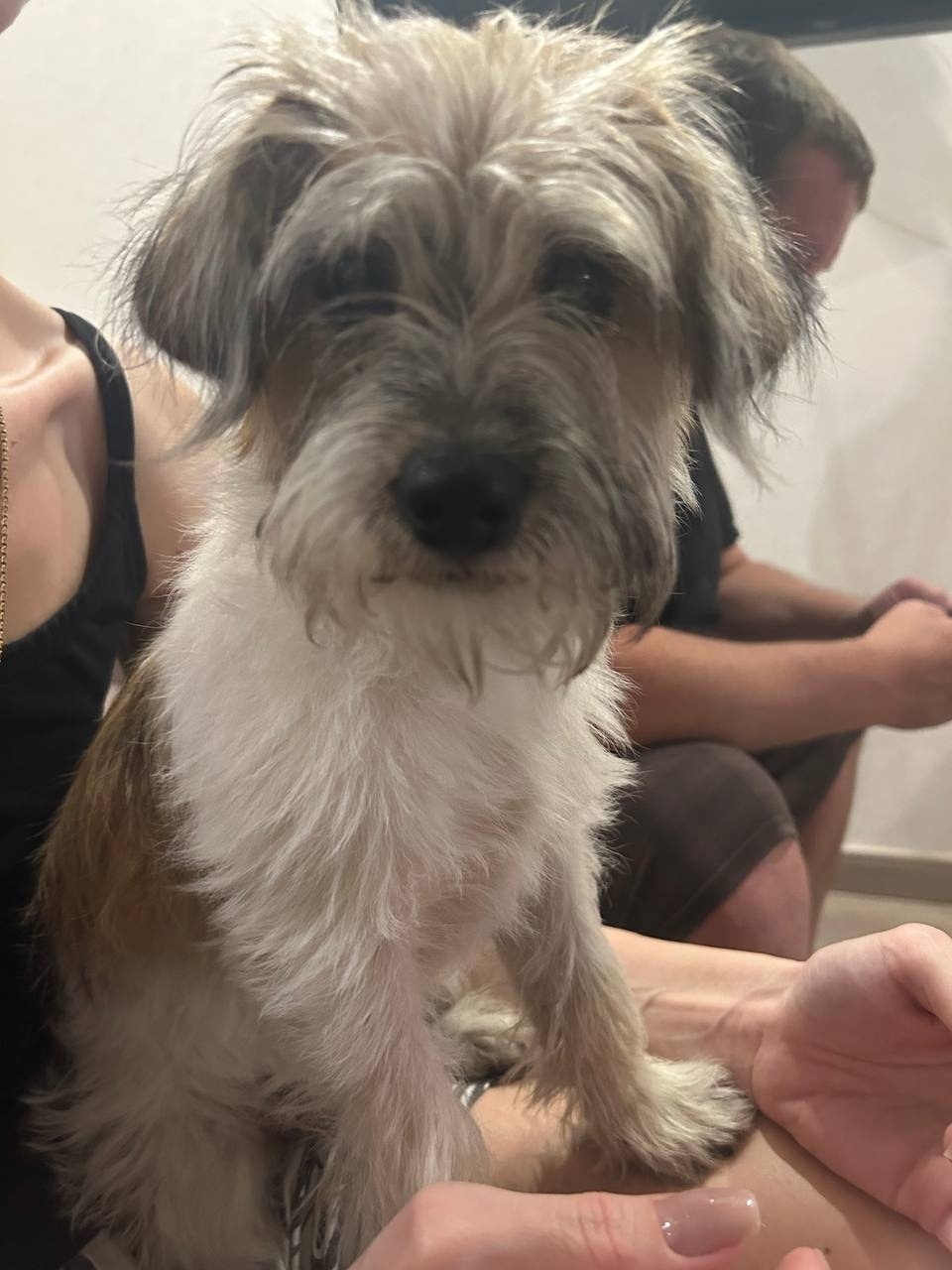 Найдена собака в Брянске — фото объявления