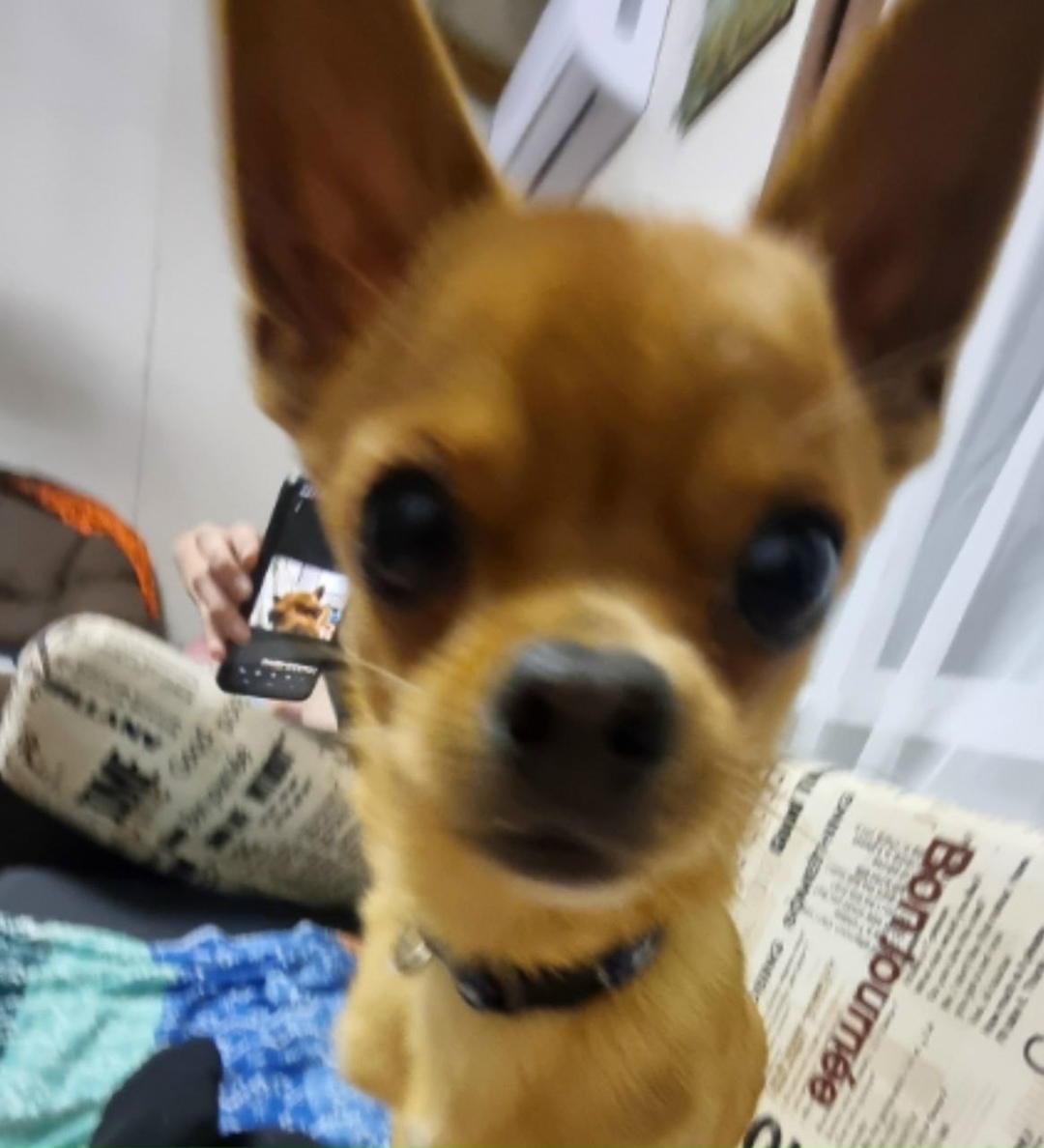 Пропала собака в Брянске — фото объявления