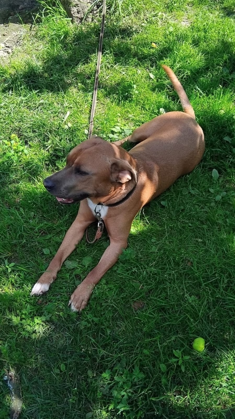 Пропала собака в Брянске — фото объявления