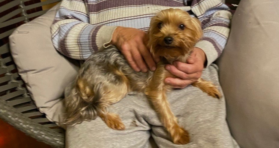 Пропала собака в Брянске — фото объявления