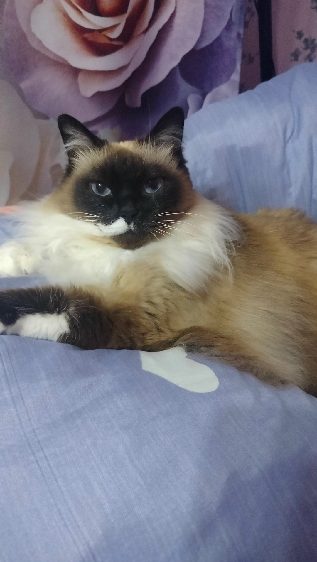 Найдена кошка в Брянске — фото объявления