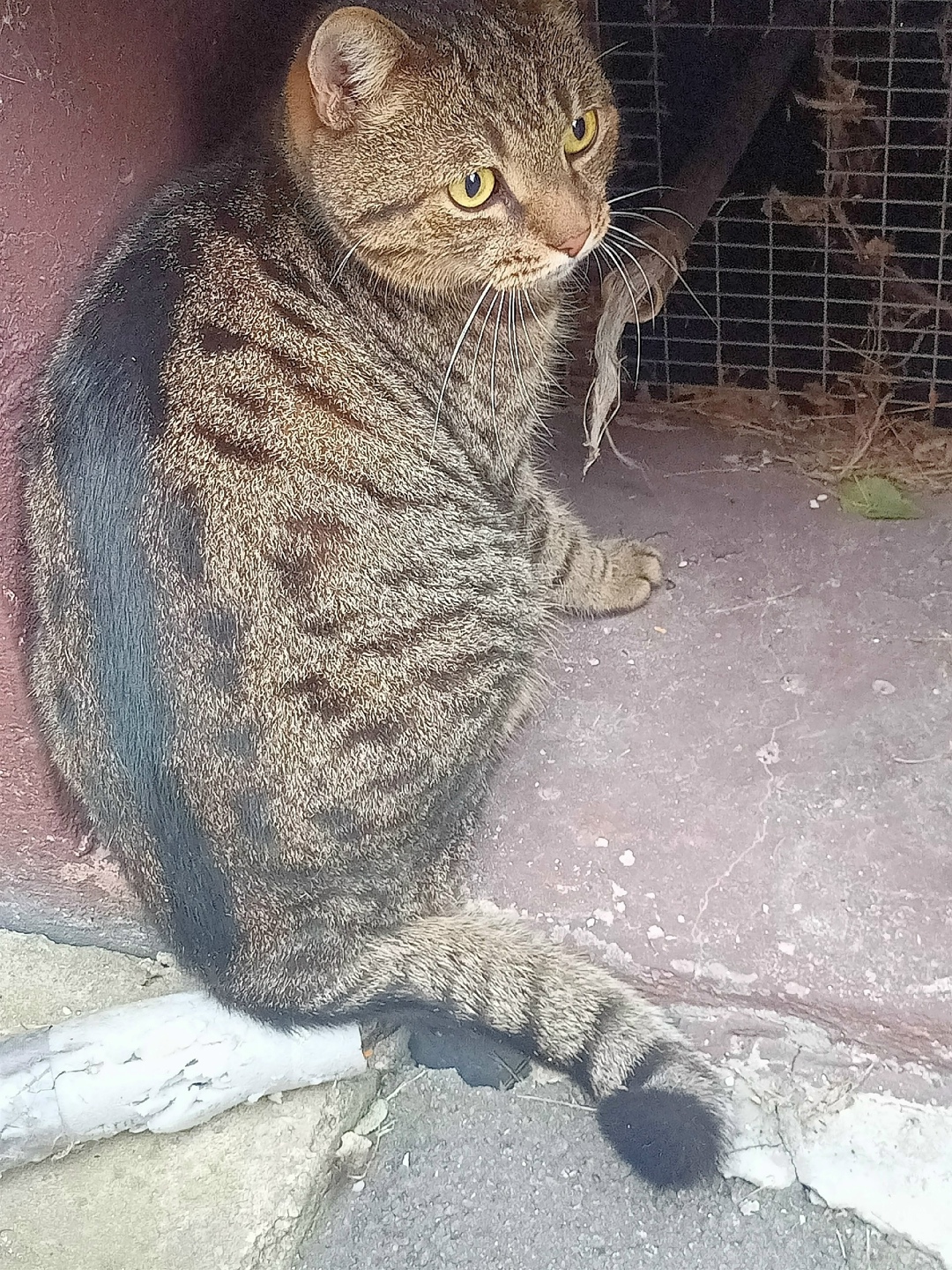 Найдена кошка в Брянске — фото объявления