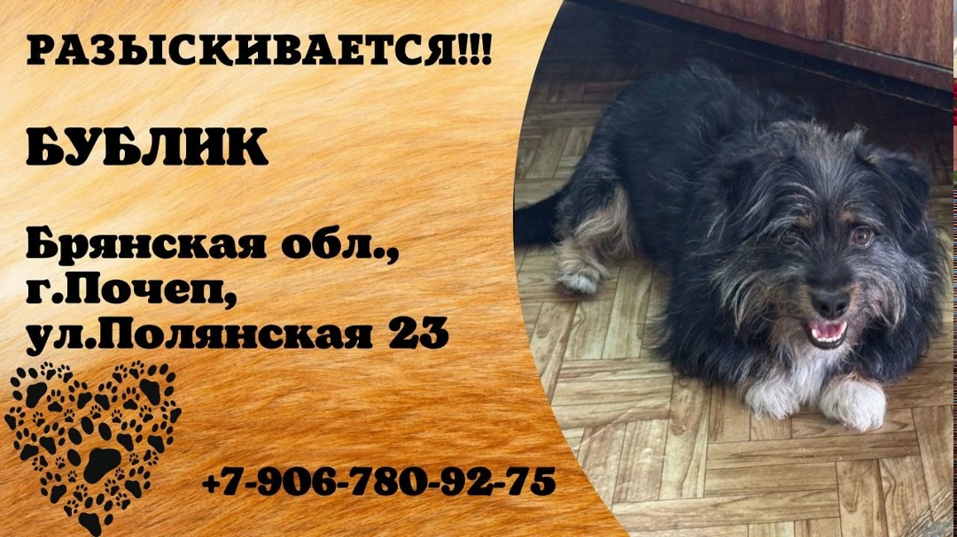 Пропала собака в Брянске — фото объявления