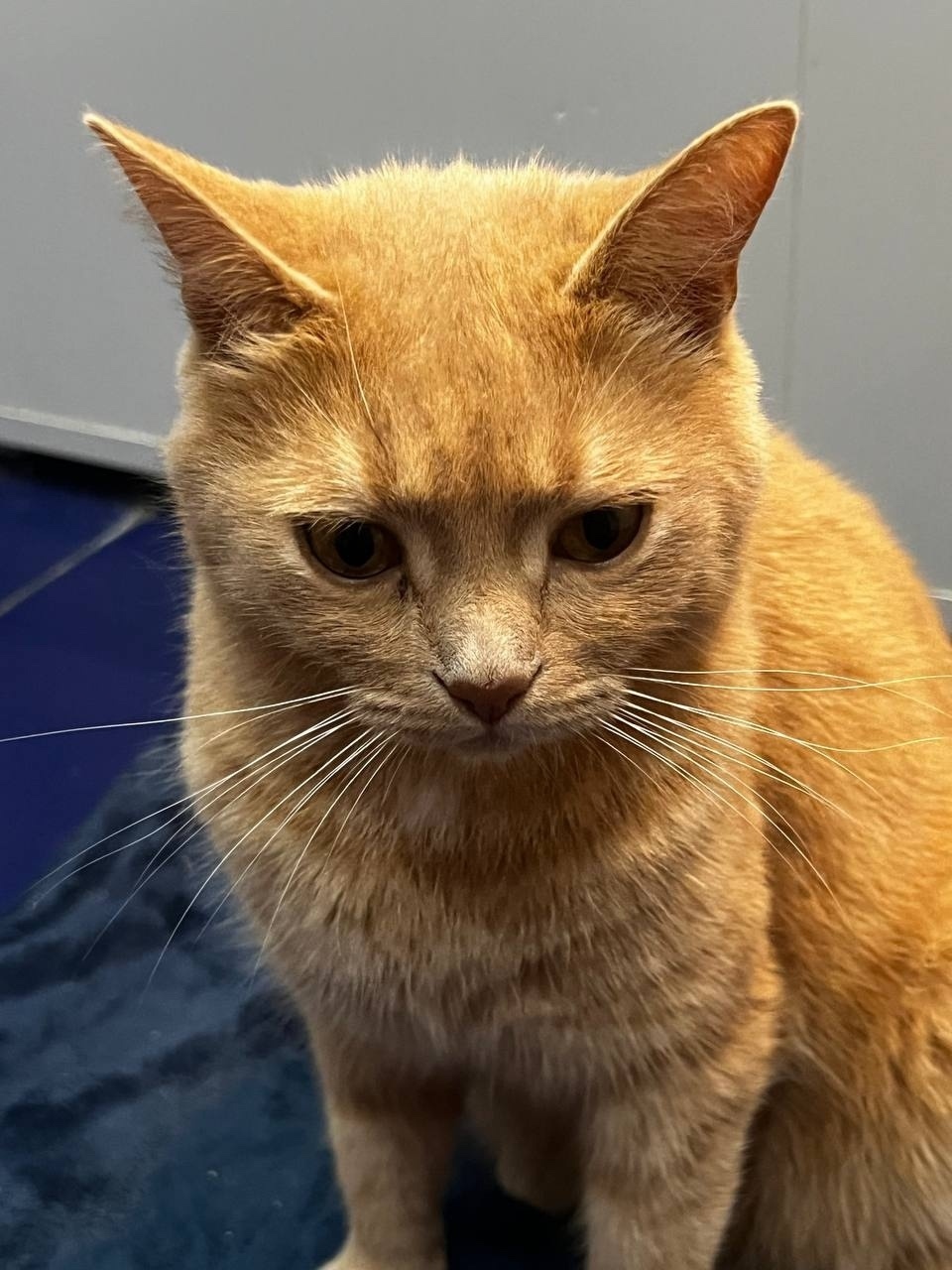 Пропала кошка в Брянске — фото объявления