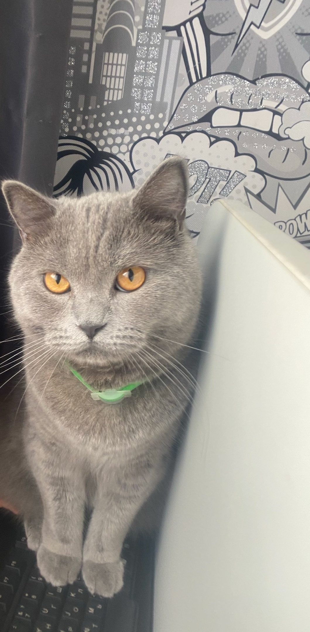 Пропала кошка в Брянске — фото объявления