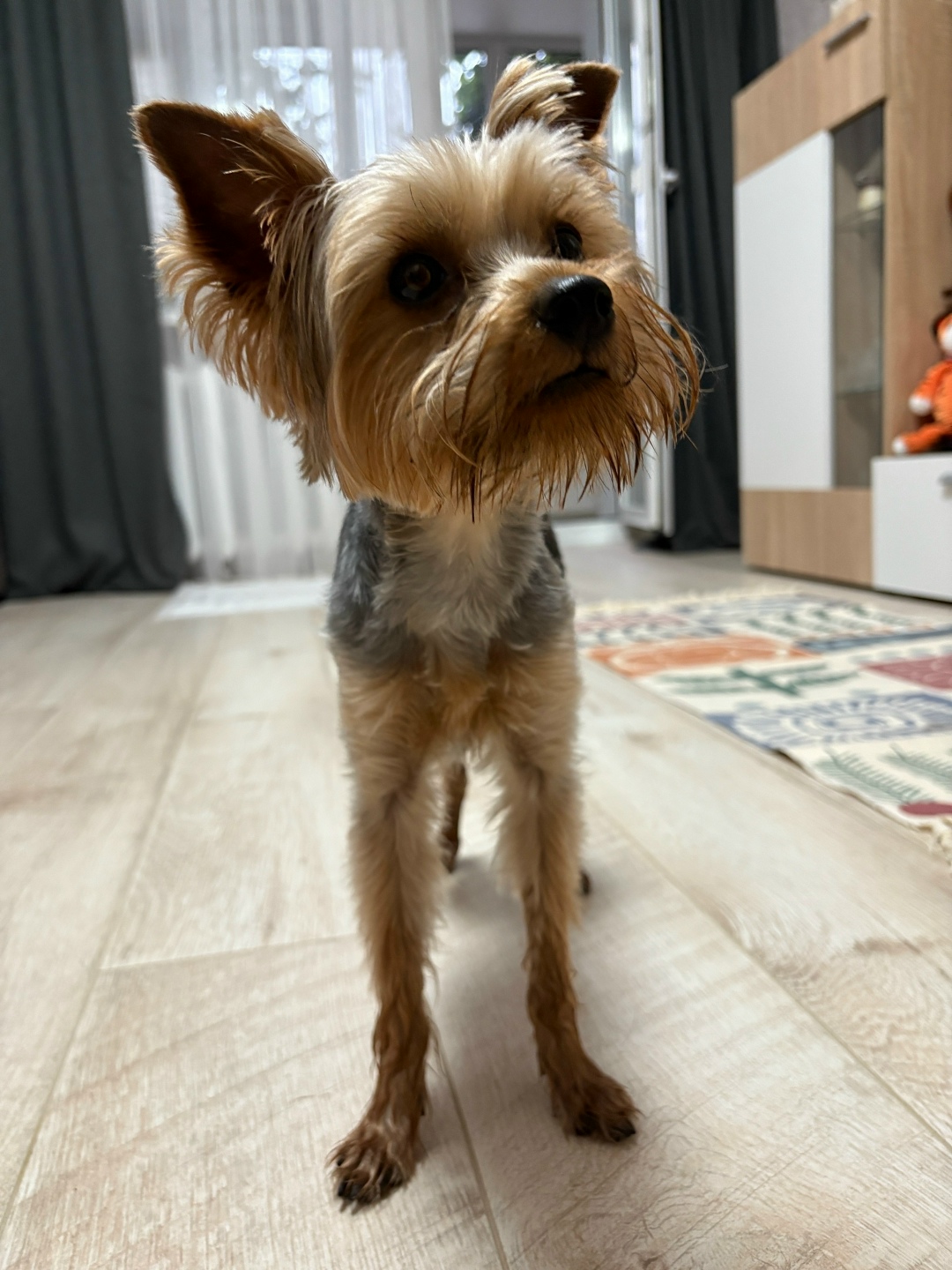 Найдена собака в Брянске — фото объявления