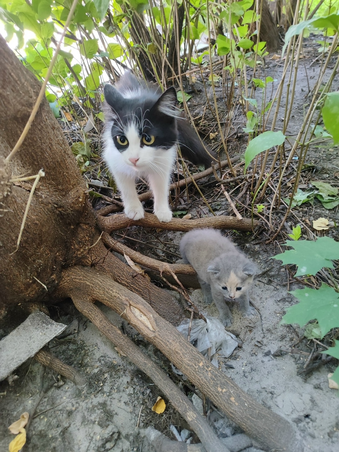 Найдена кошка в Брянске — фото объявления