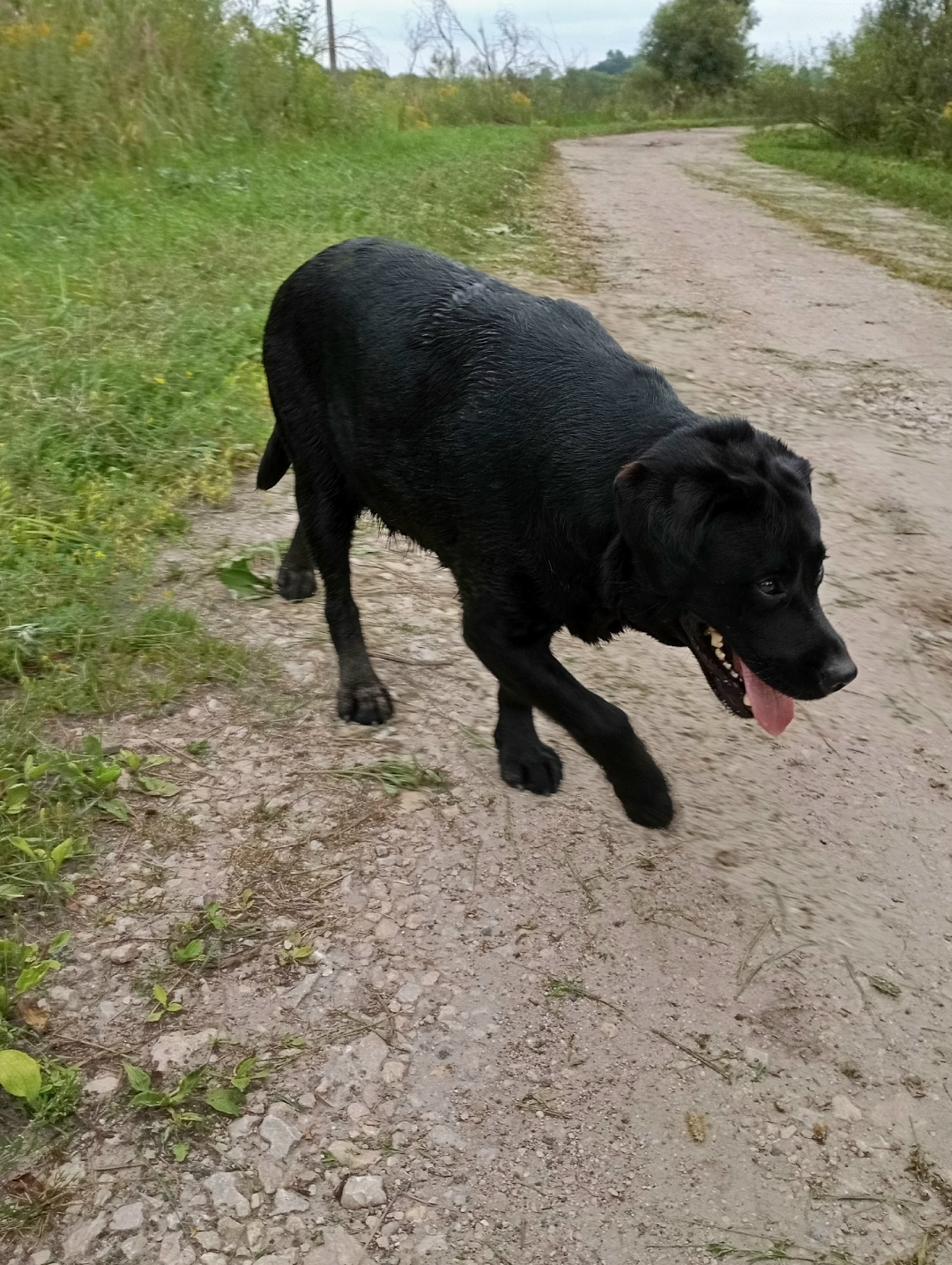 Найдена собака в Брянске — фото объявления