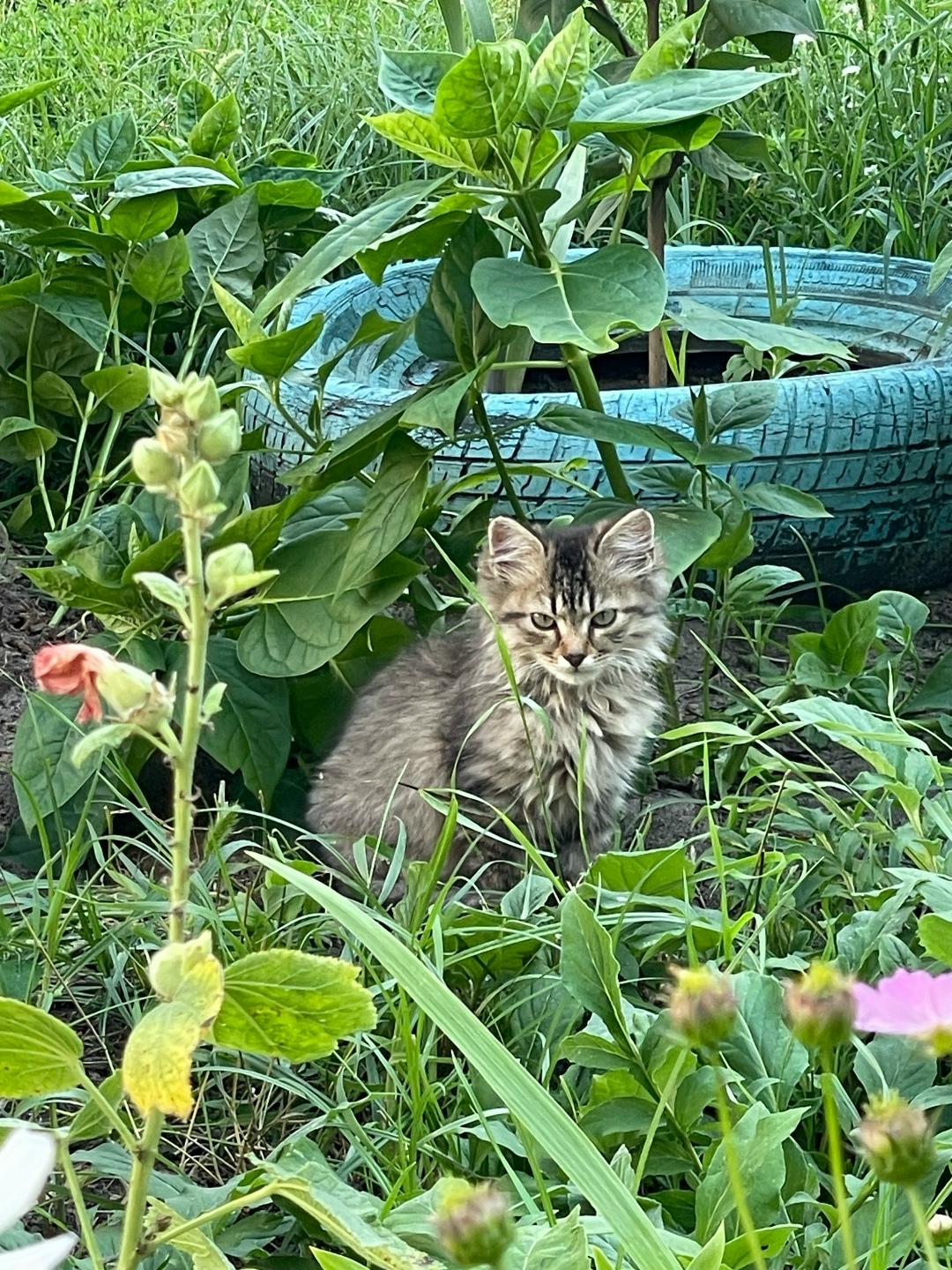 Найдена кошка в Брянске — фото объявления