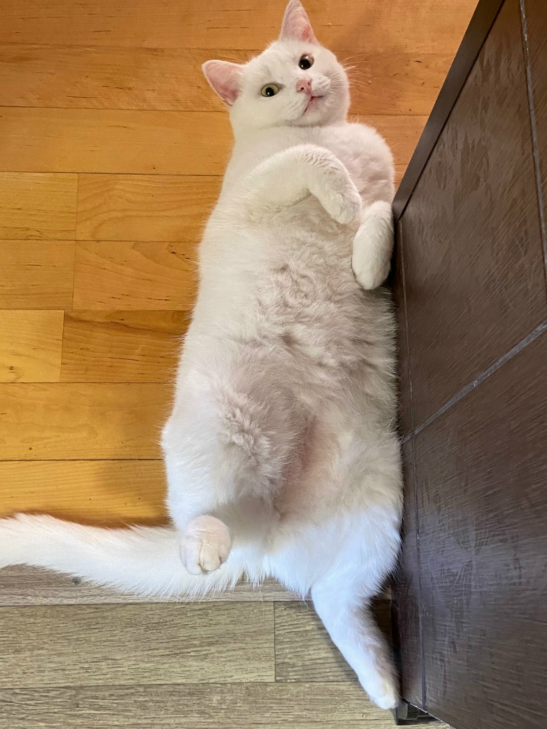 Пропала кошка в Брянске — фото объявления