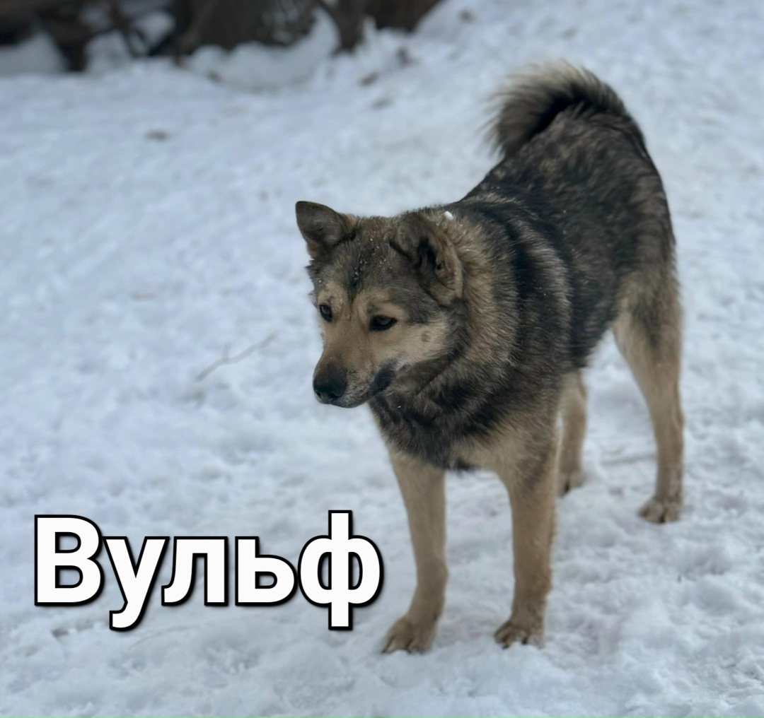 Пропала собака в Брянске — фото объявления