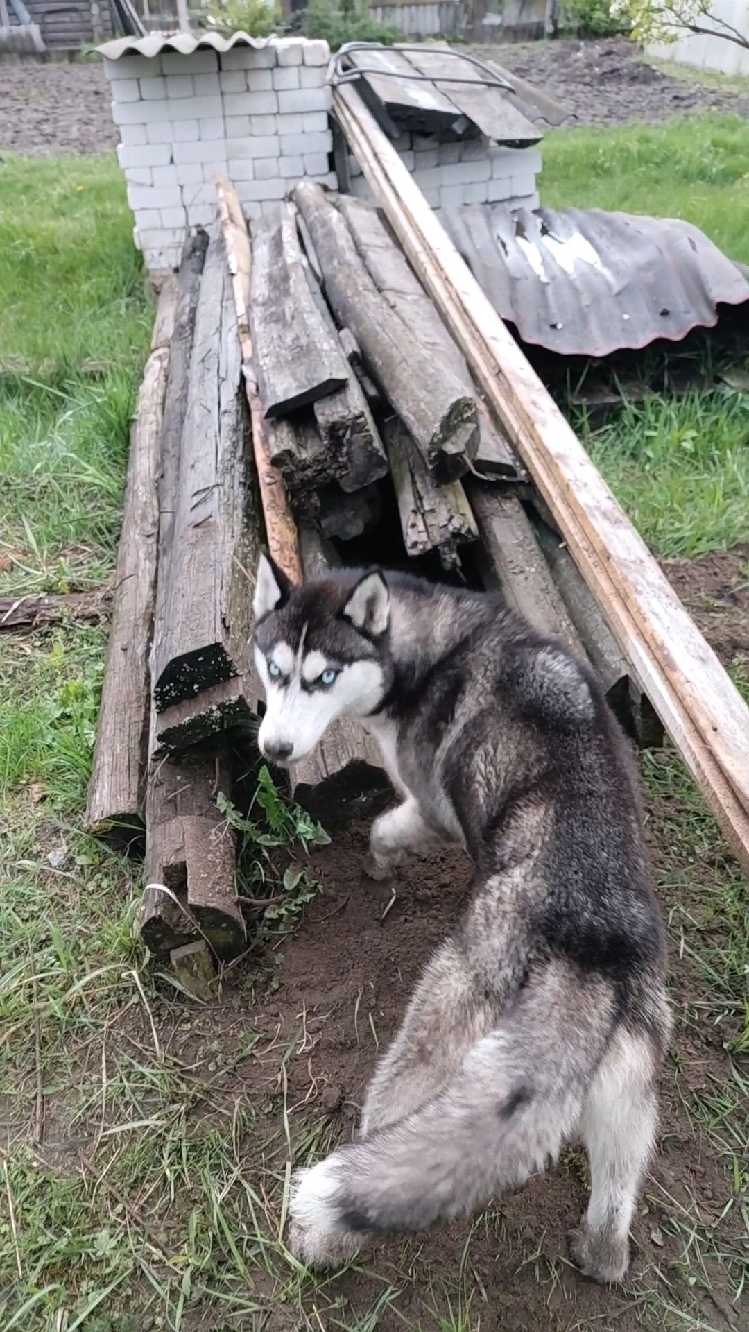 Пропала собака в Брянске — фото объявления