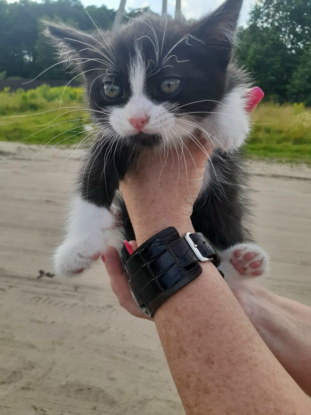 Найдена кошка в Брянске — фото объявления