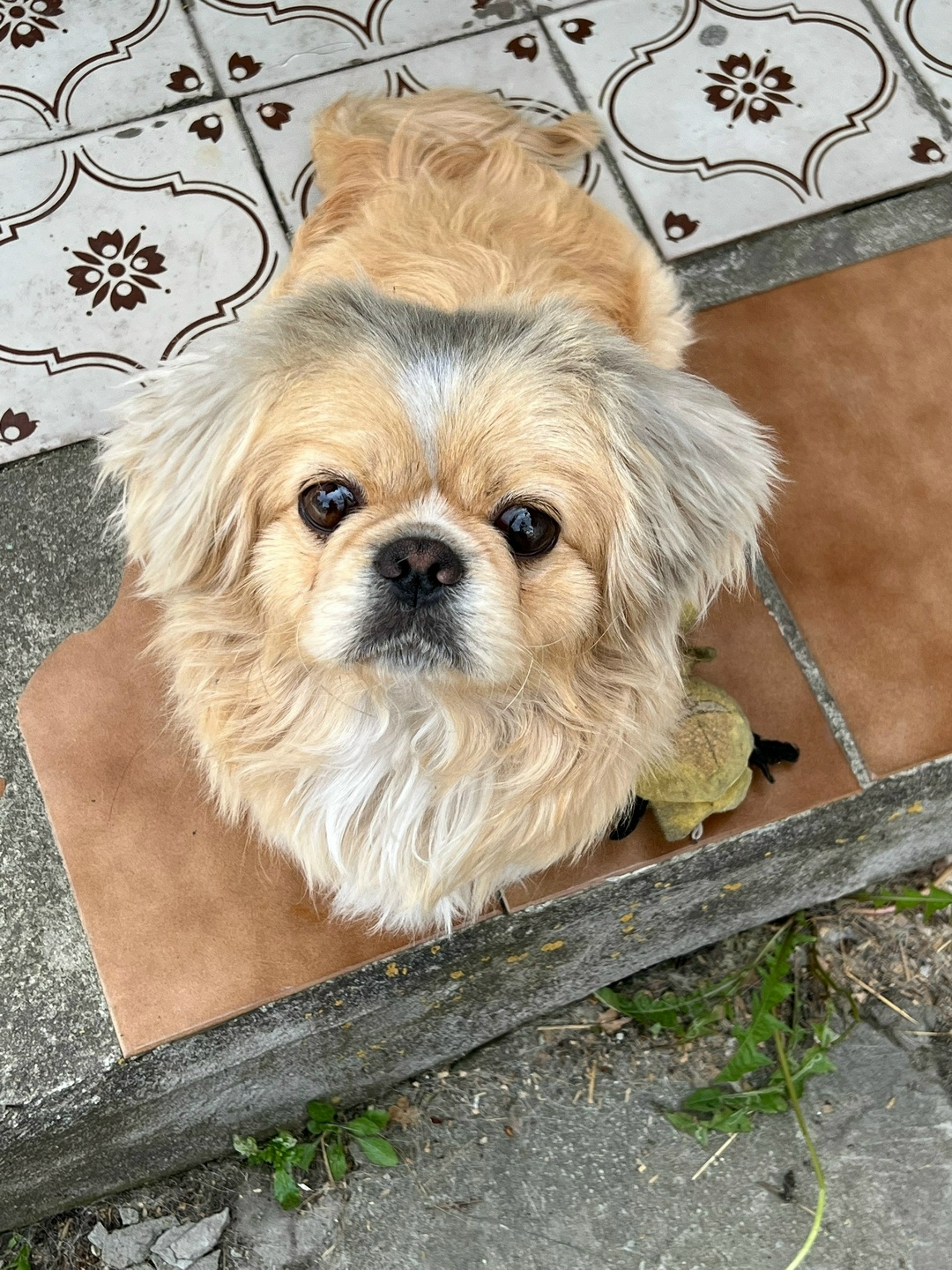 Пропала собака в Брянске — фото объявления