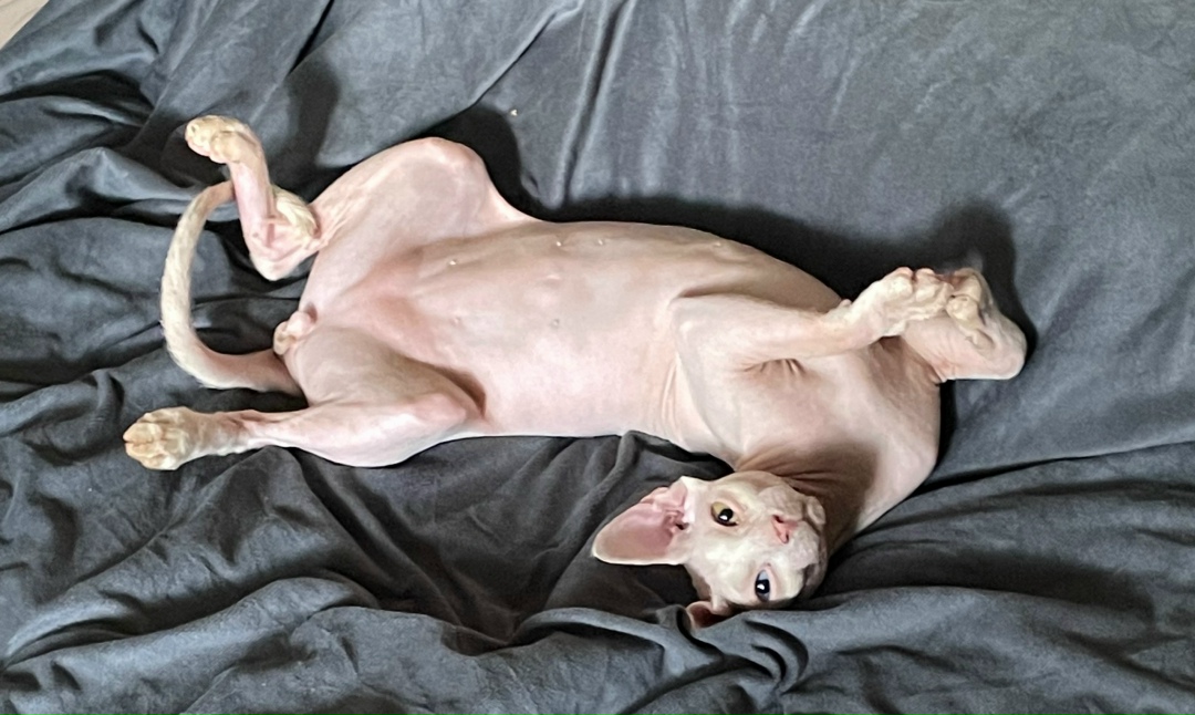 Пропала кошка в Брянске — фото объявления