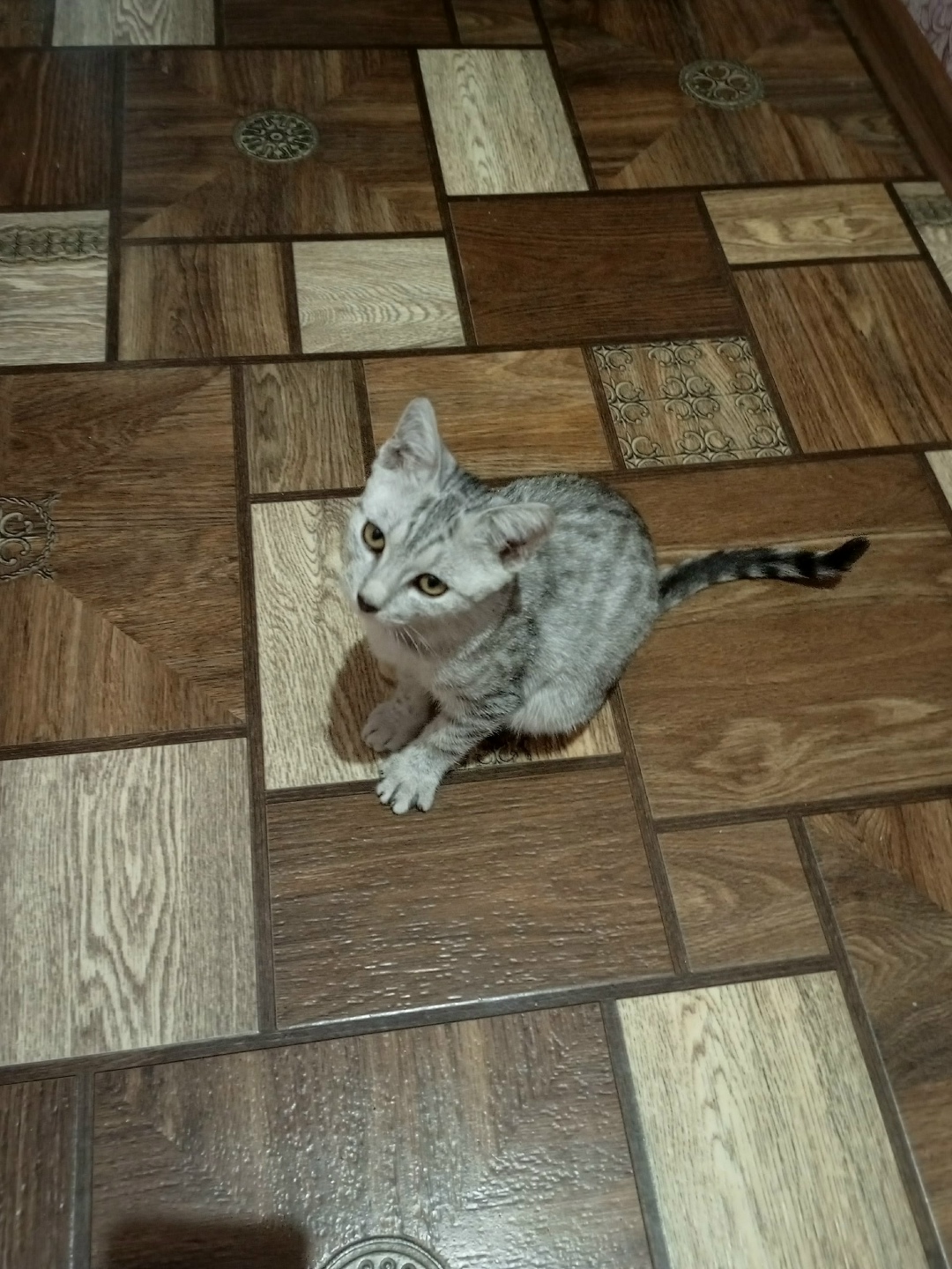 Найдена кошка в Брянске — фото объявления