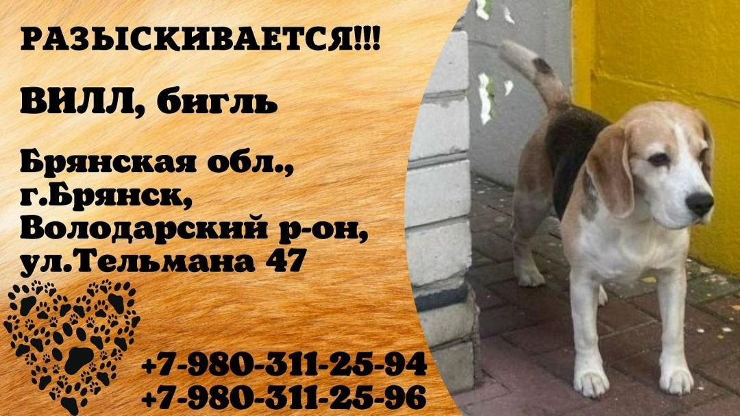 Пропала собака в Брянске — фото объявления