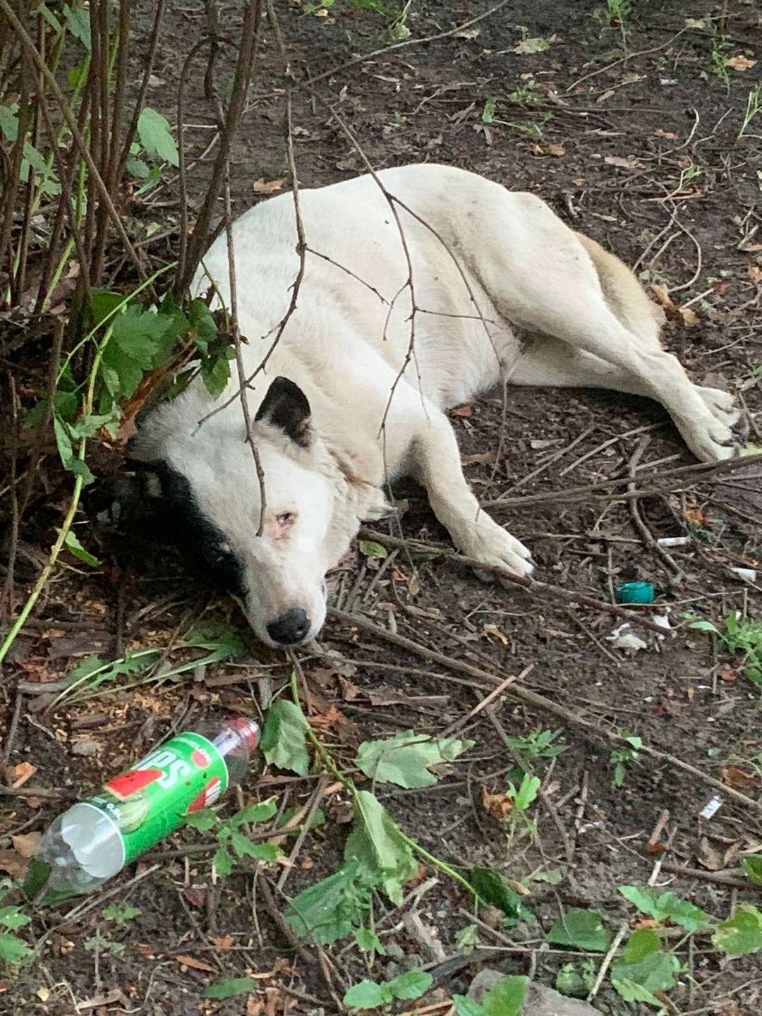 Найдена собака в Брянске — фото объявления