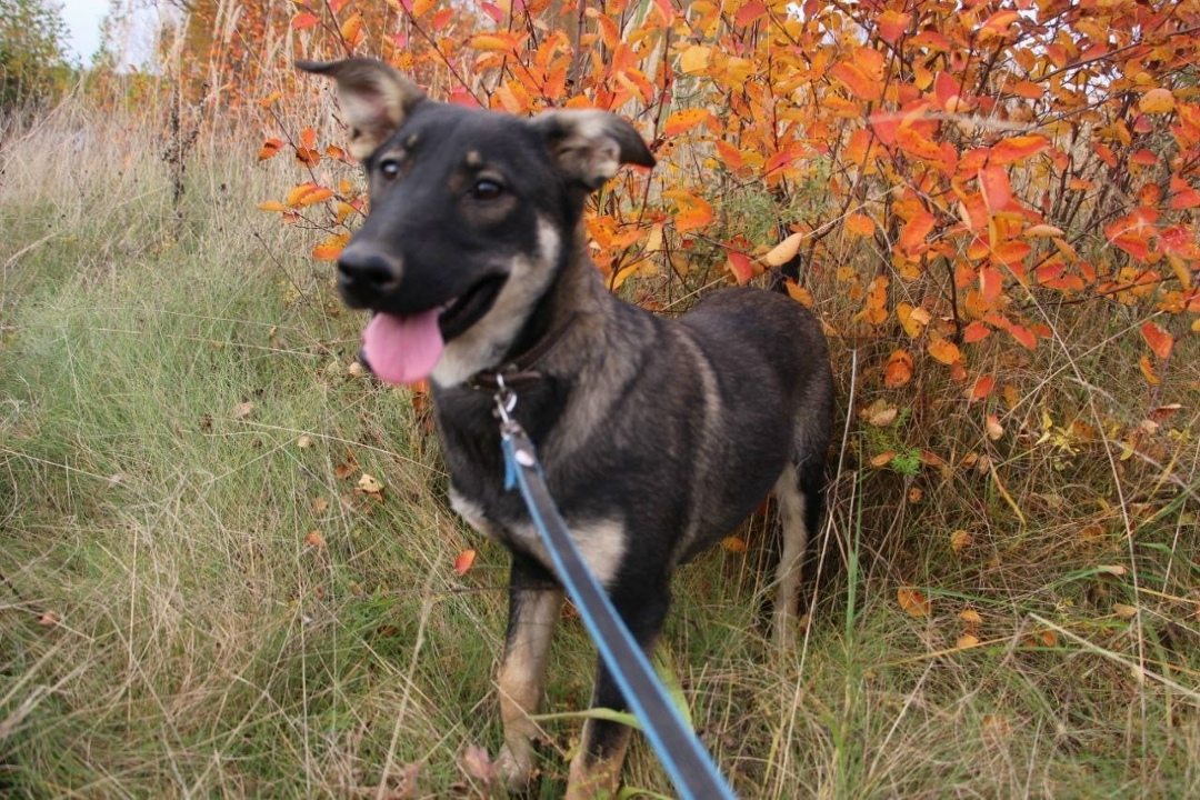 Найдена собака в Иванове — фото объявления