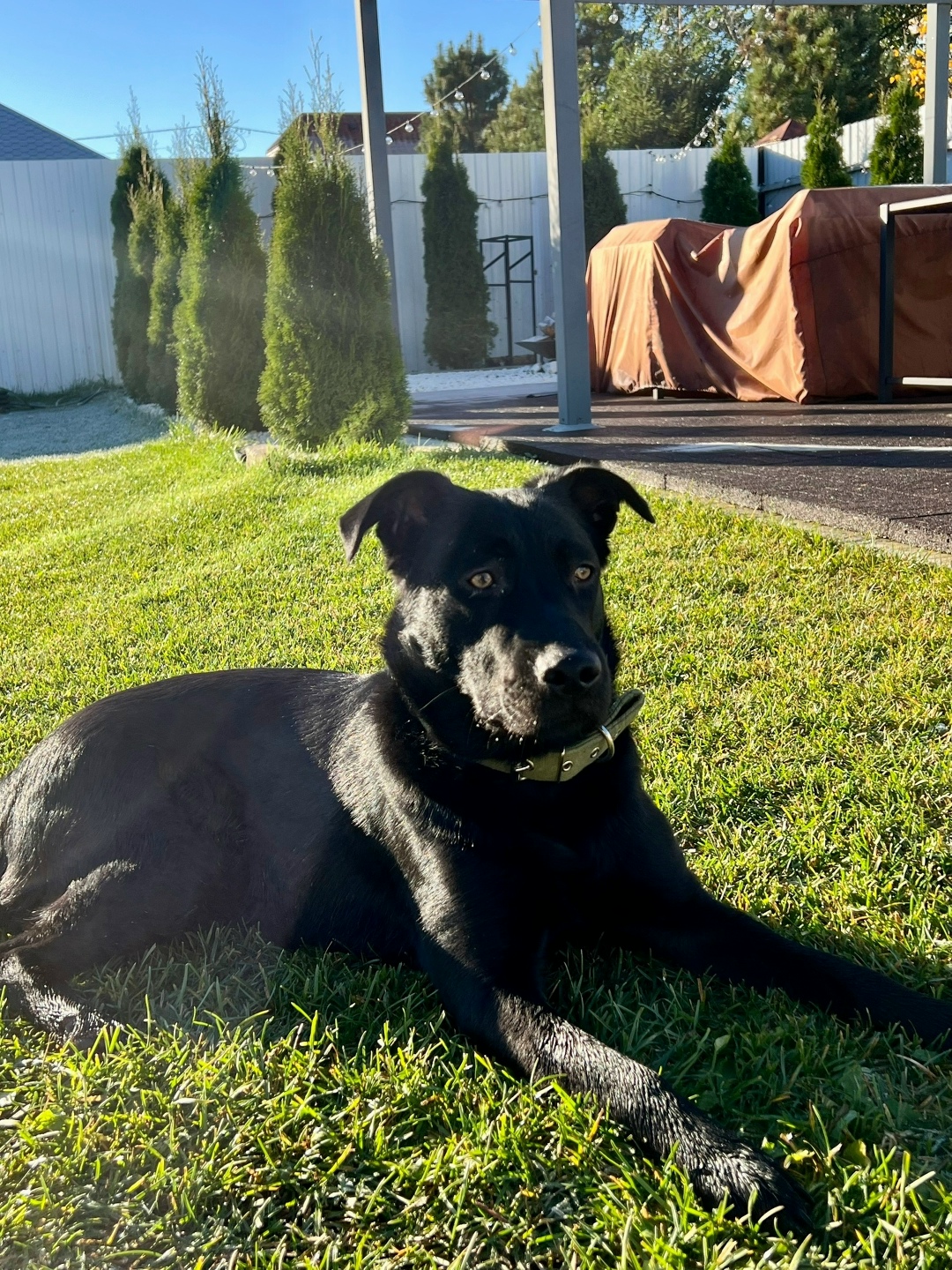 Найдена собака в Иванове — фото объявления