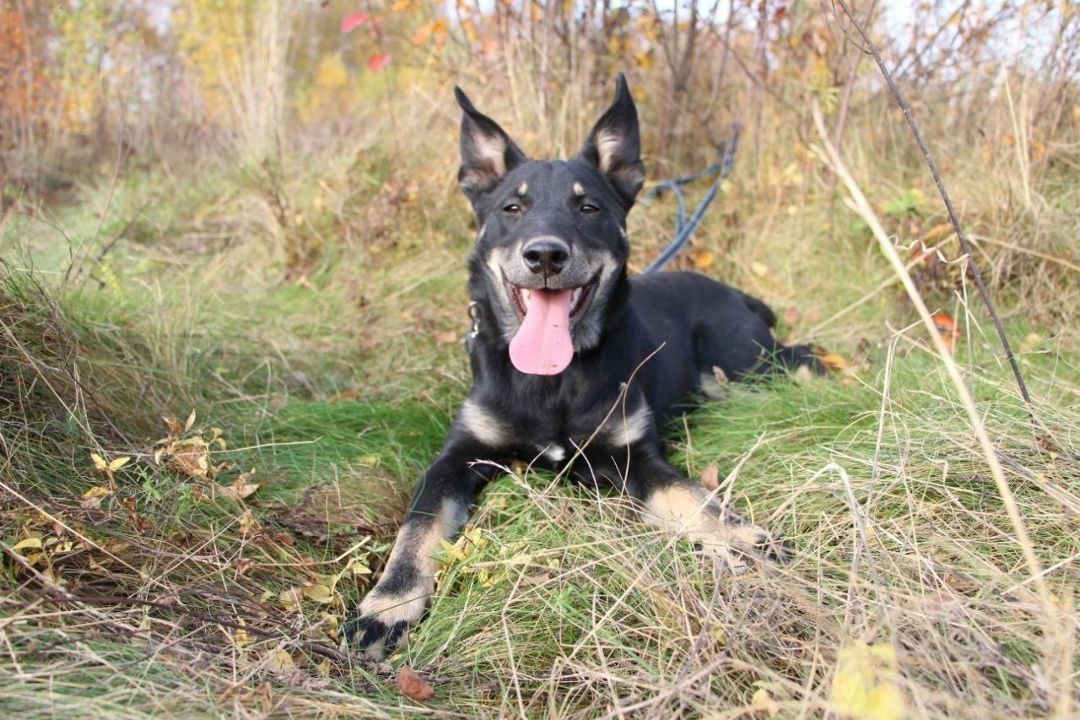 Найдена собака в Иванове — фото объявления