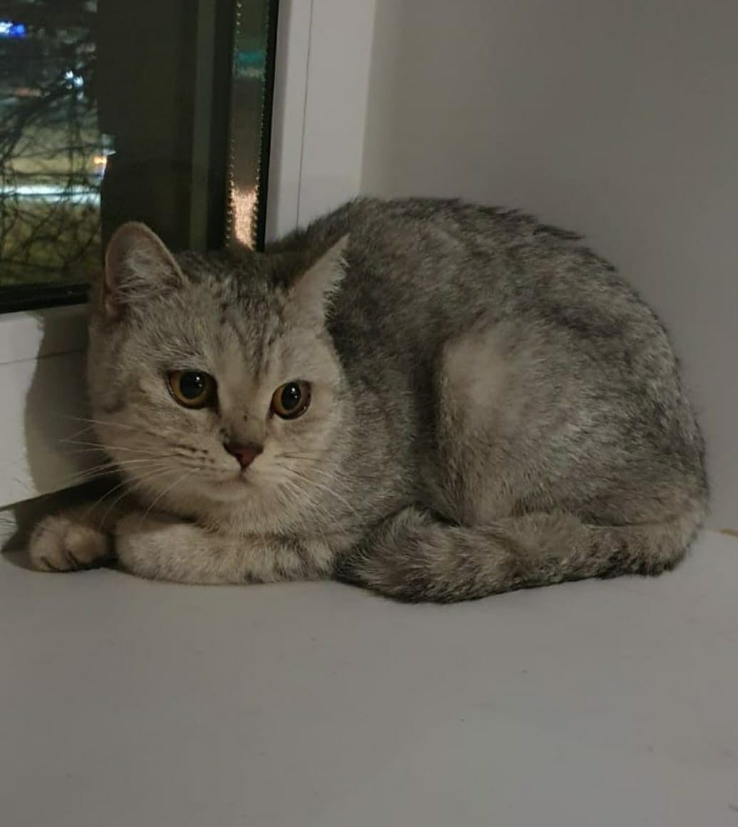 Найдена собака в Иванове — фото объявления