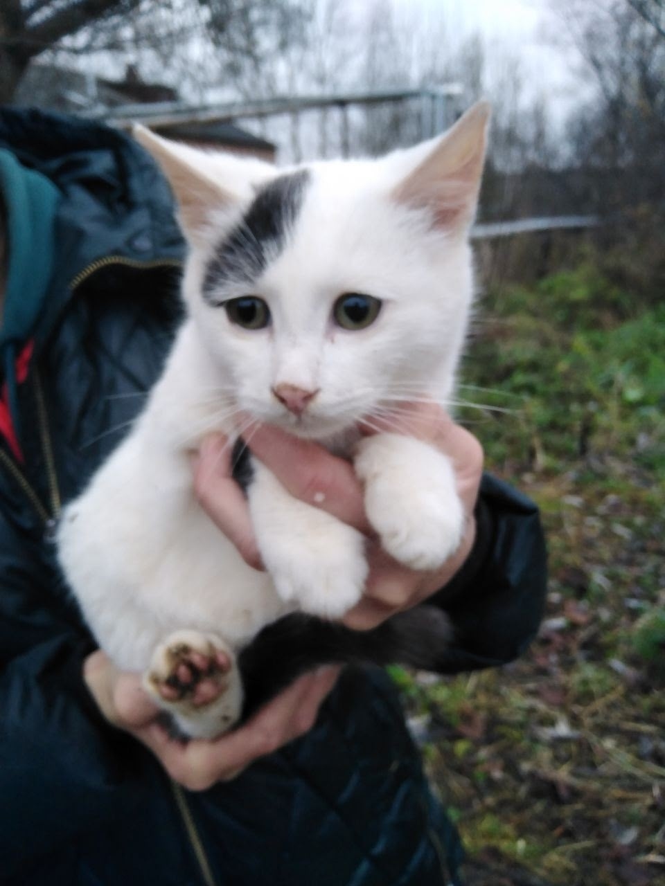 Найдена собака в Иванове — фото объявления