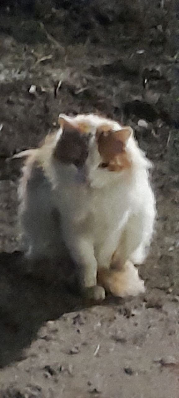 Найдена собака в Иванове — фото объявления