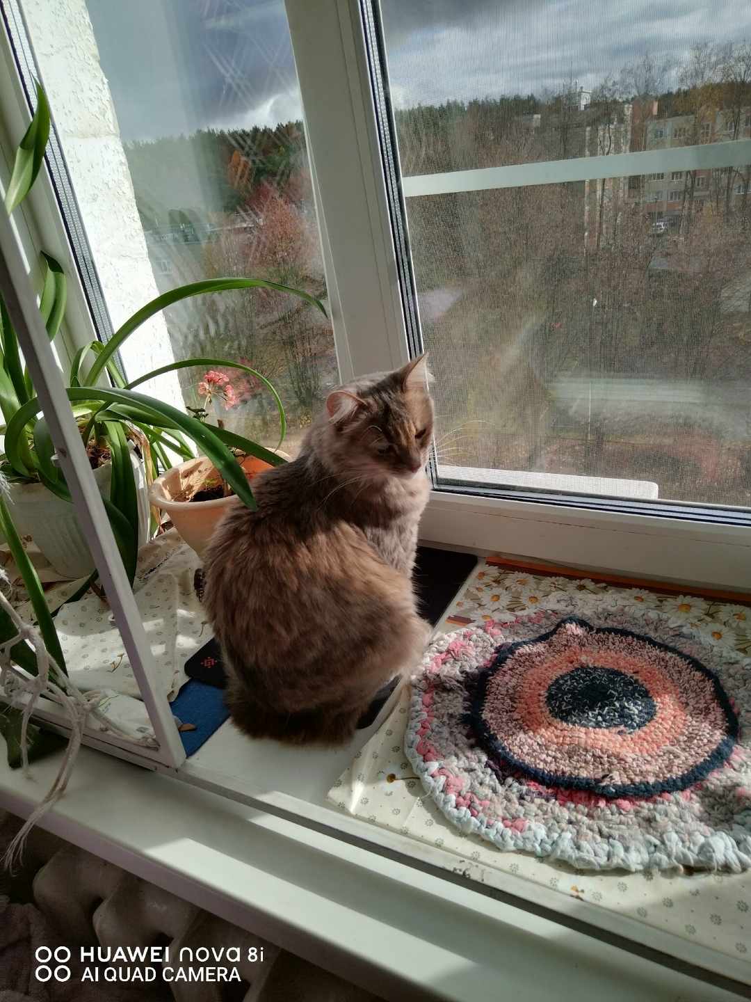 Найдена собака в Иванове — фото объявления