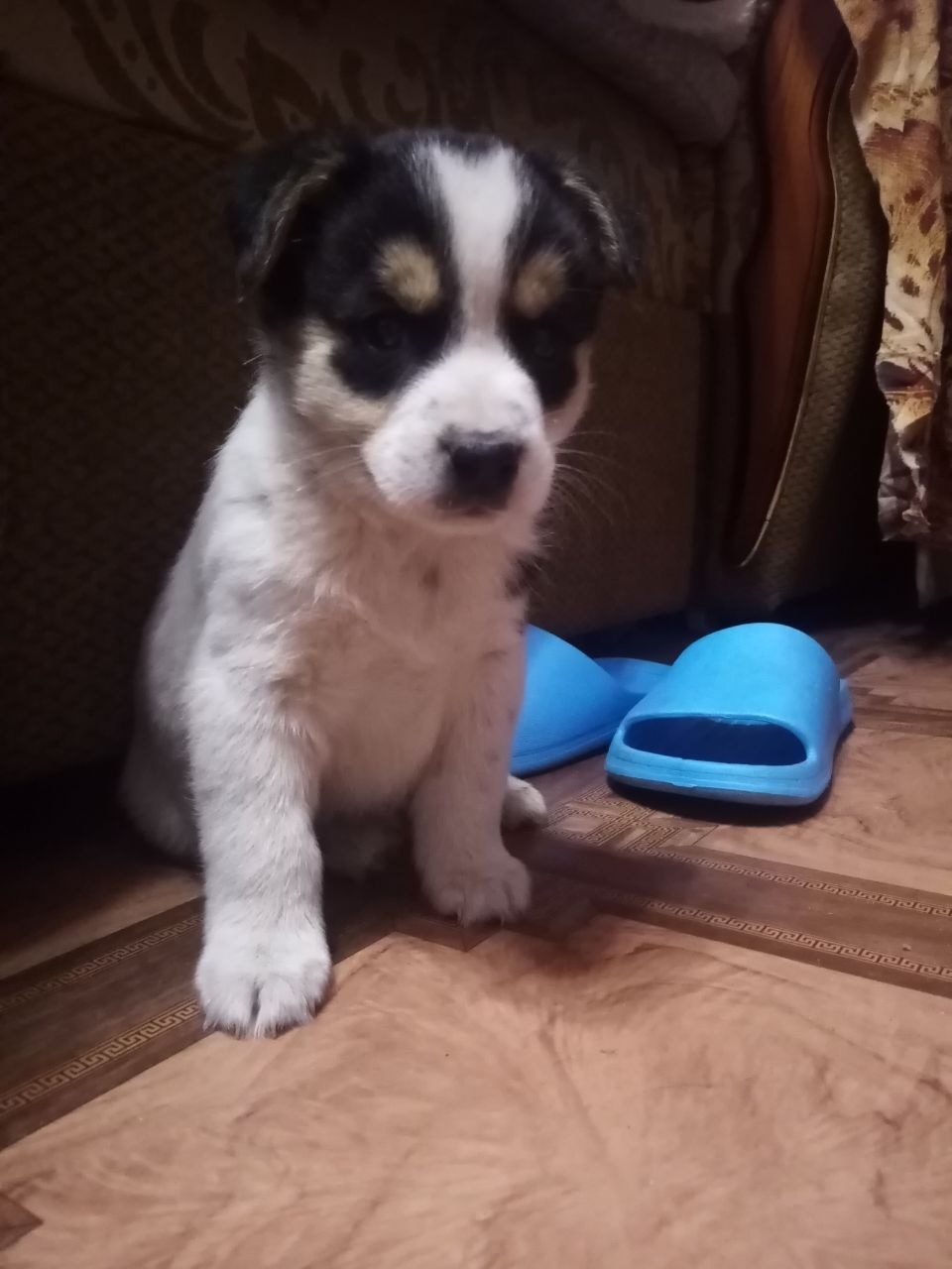 Найдена собака в Иванове — фото объявления