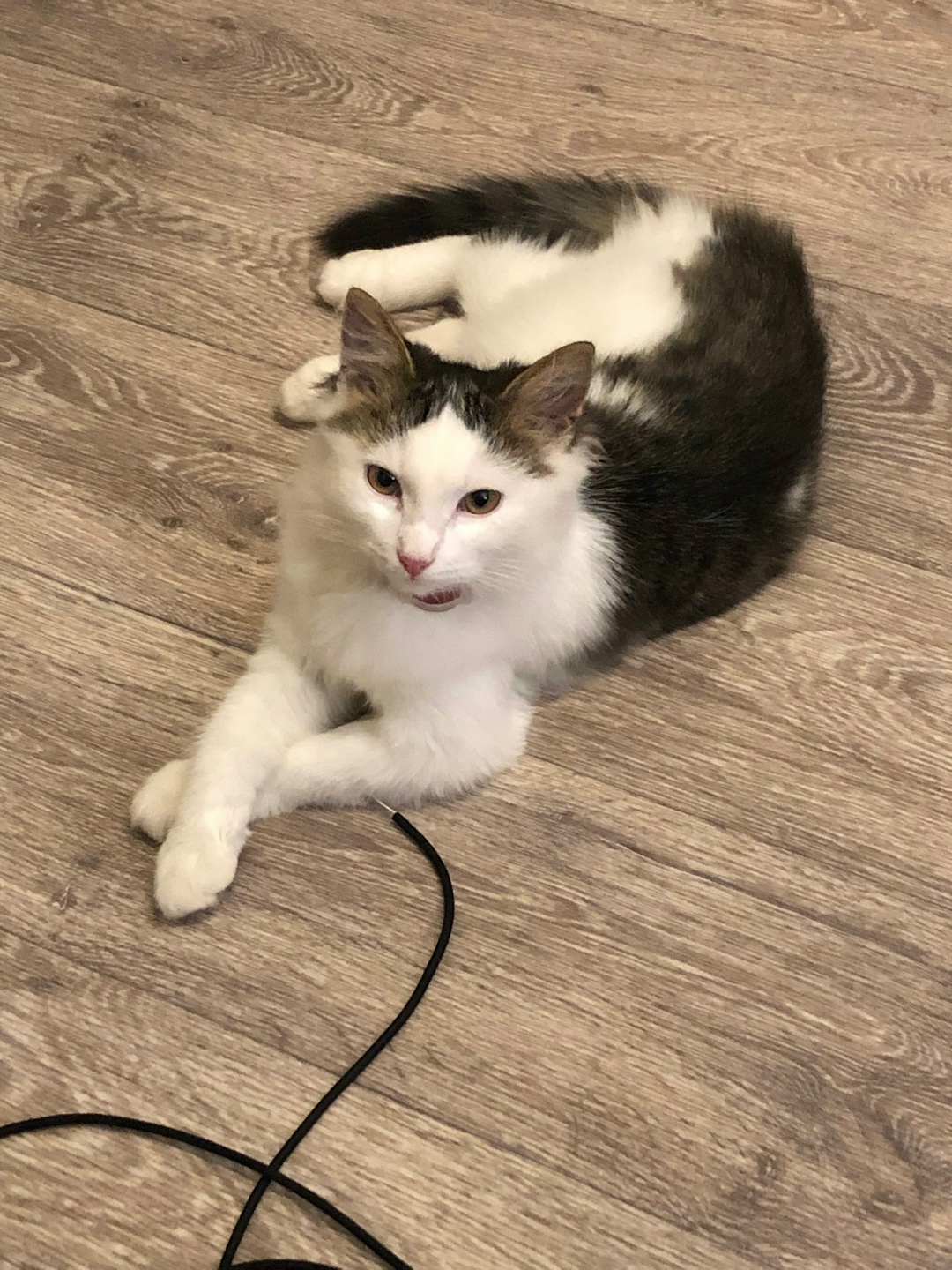 Найдена собака в Иванове — фото объявления