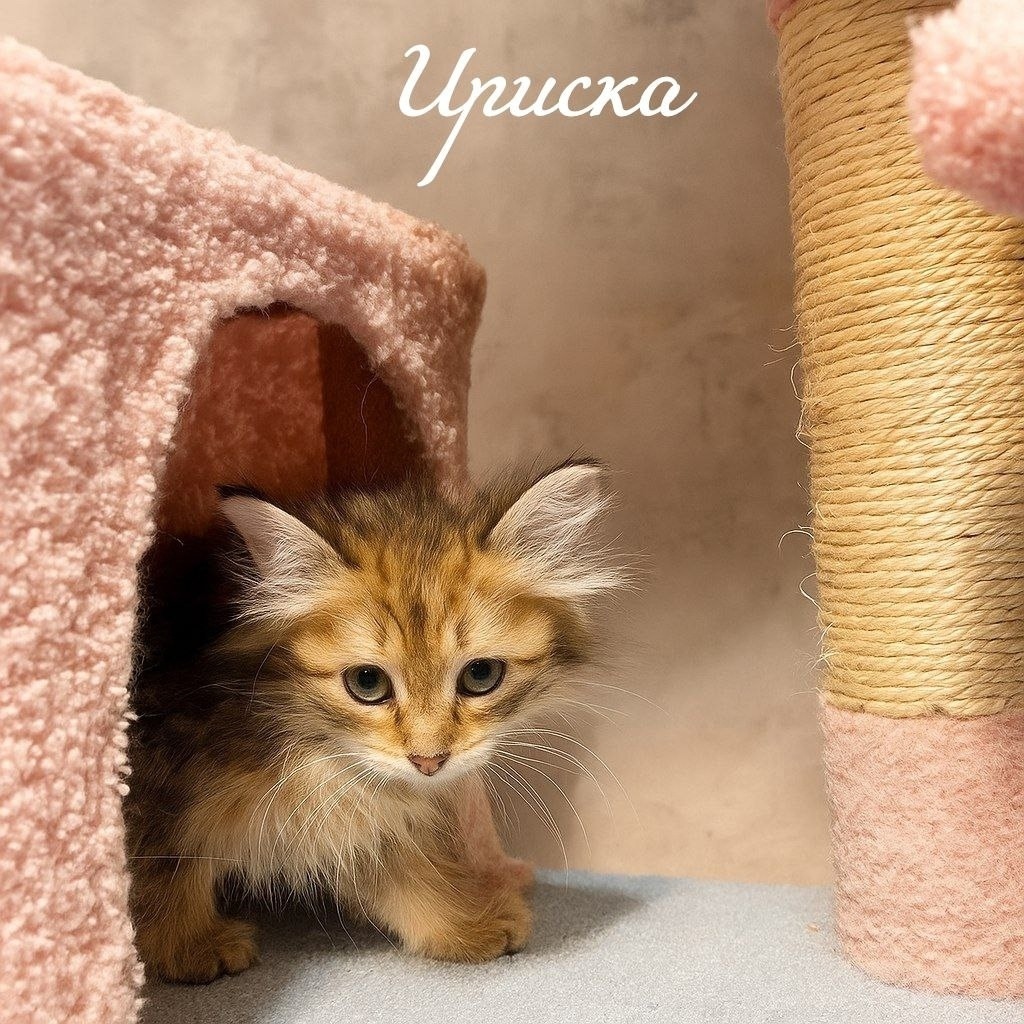 Найдена собака в Иванове — фото объявления