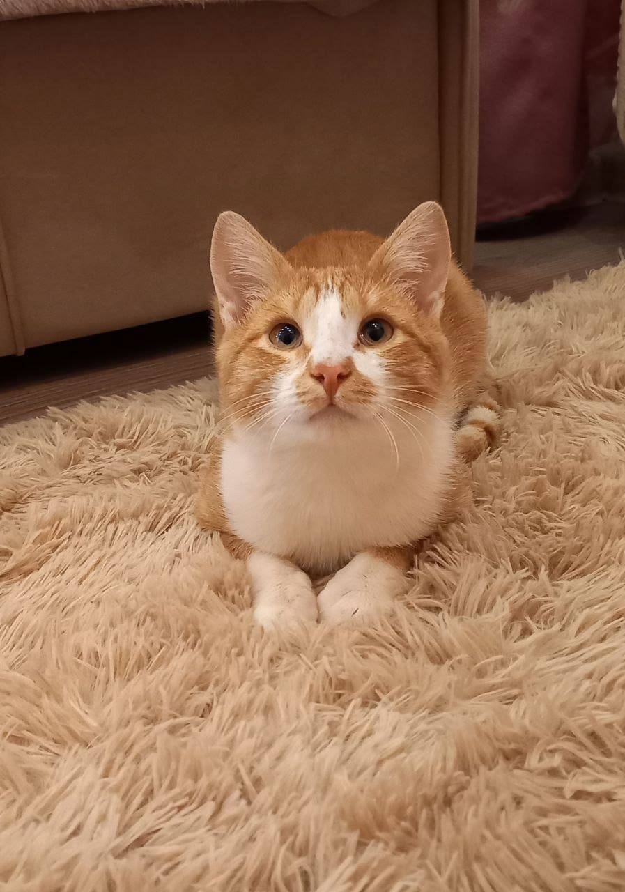 Найдена собака в Иванове — фото объявления