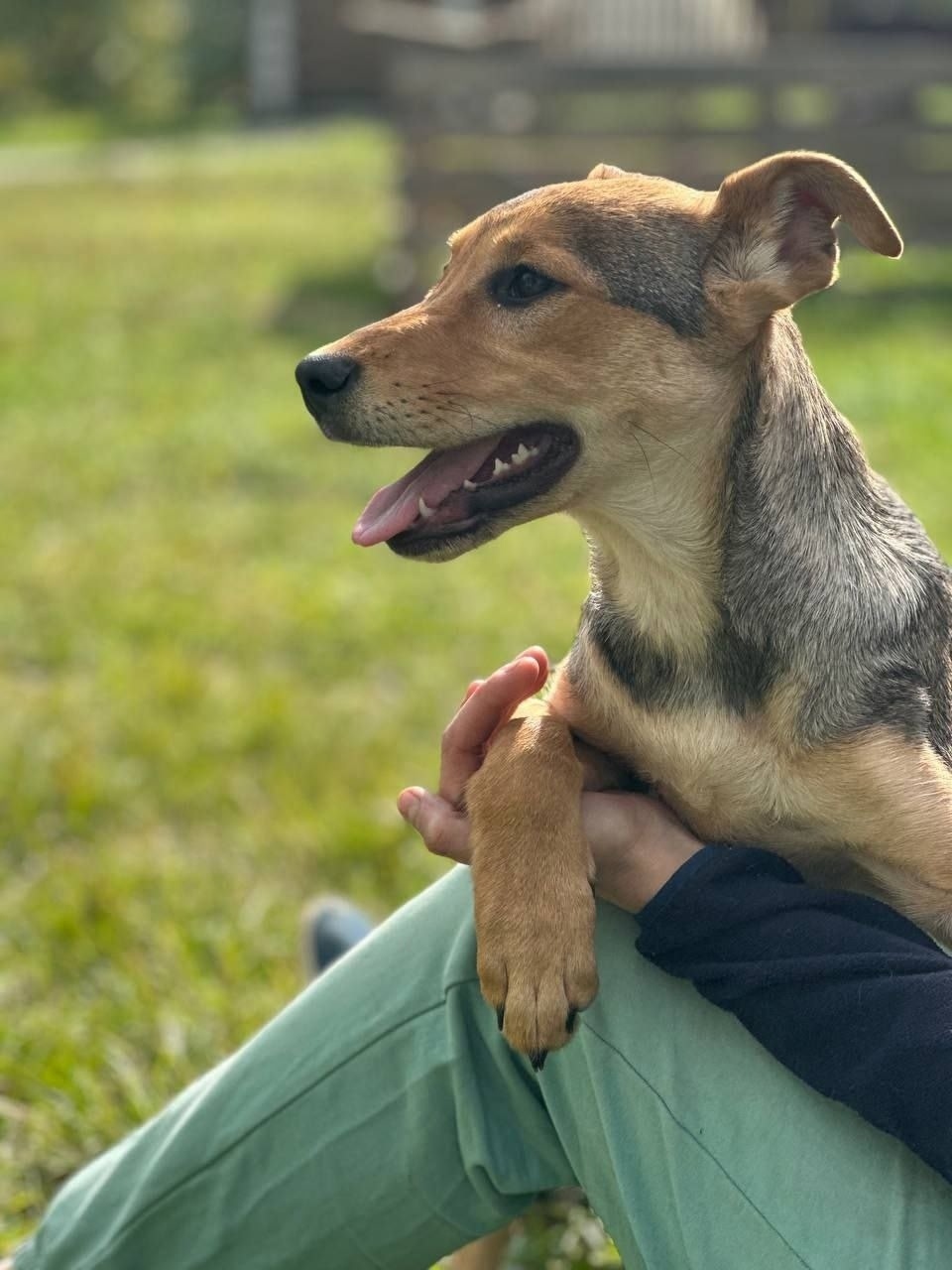 Найдена собака в Иванове — фото объявления