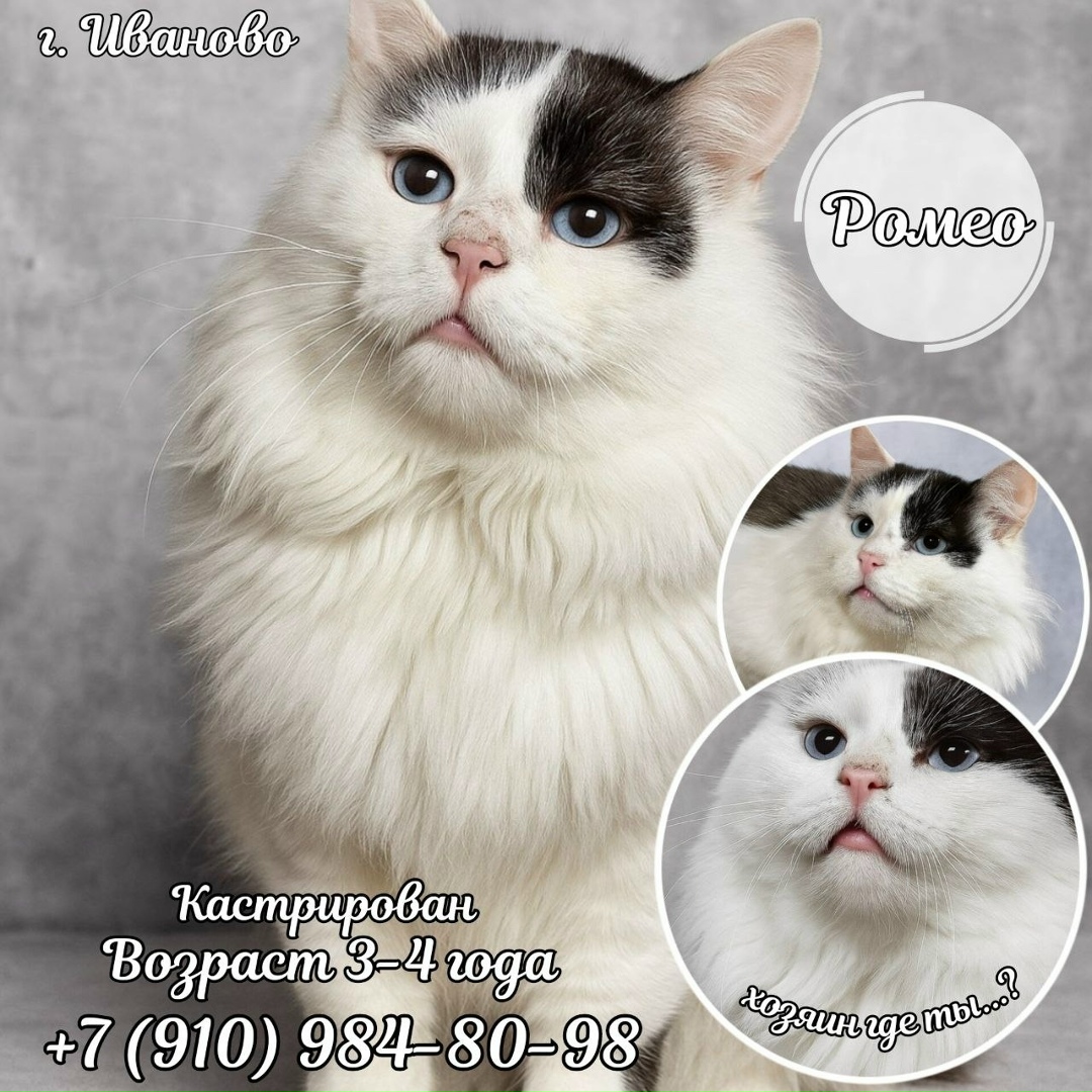 Найдена собака в Иванове — фото объявления