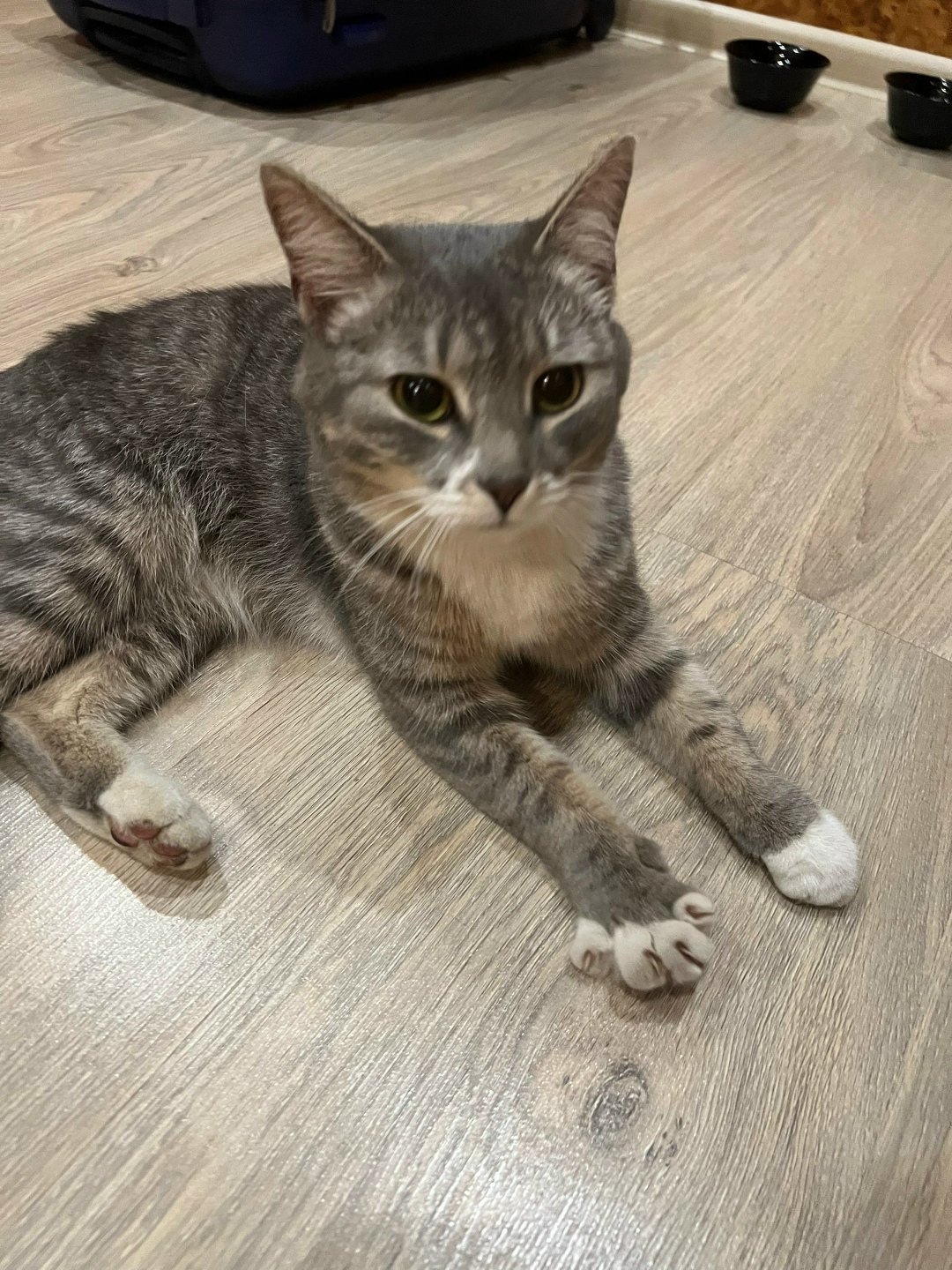 Найдена собака в Иванове — фото объявления