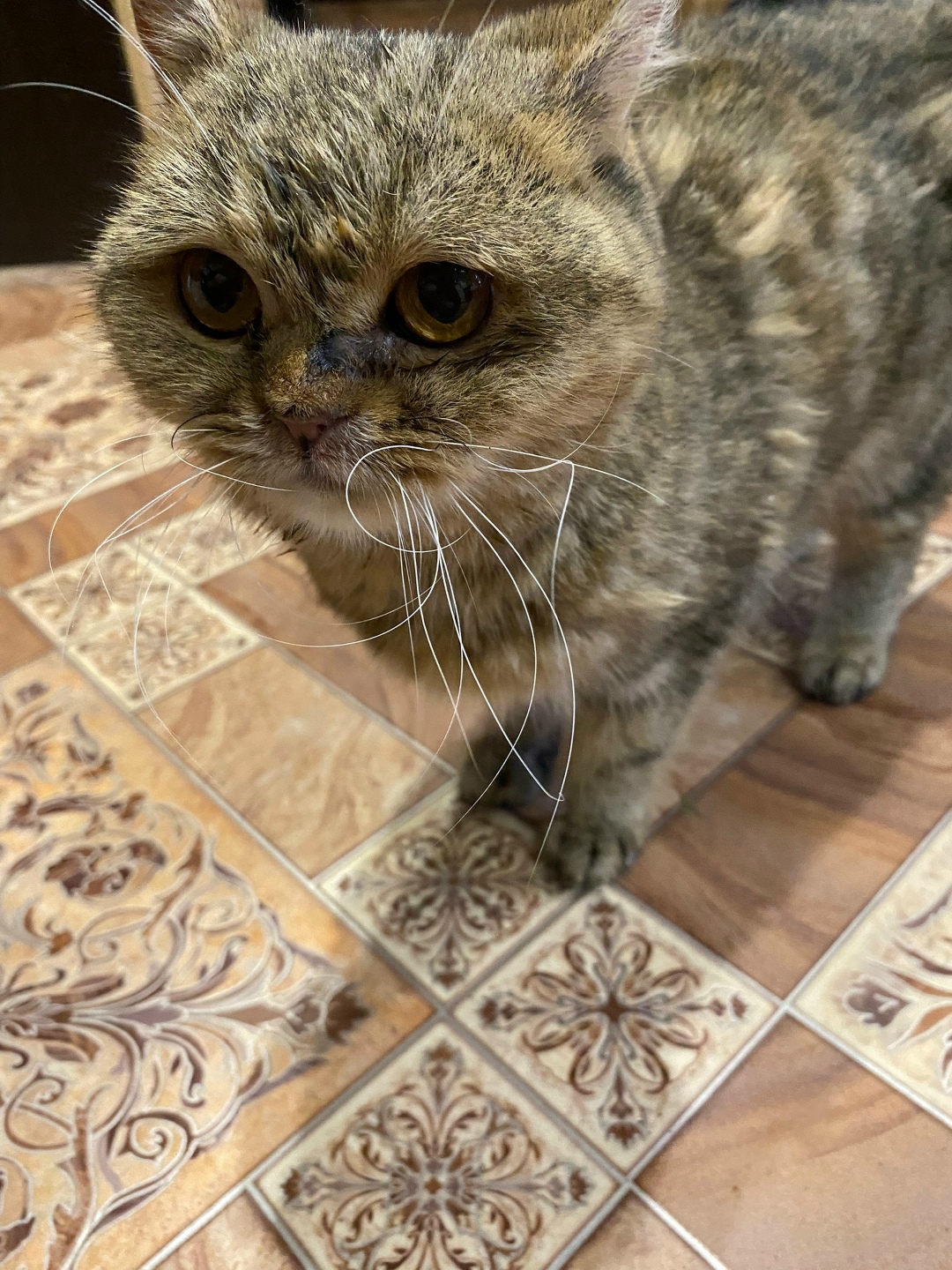 Найдена собака в Иванове — фото объявления