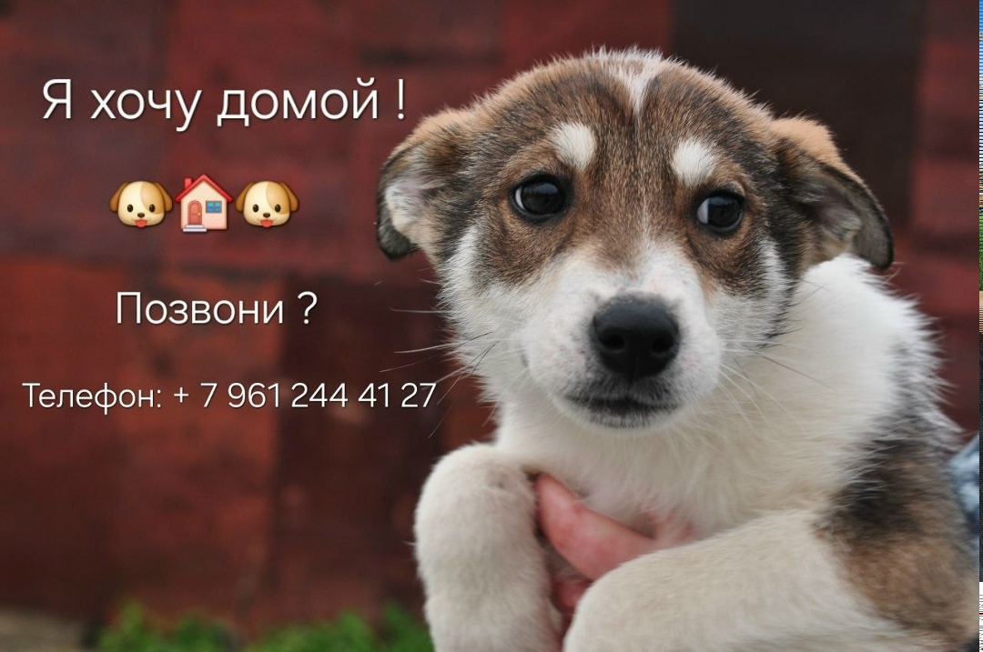 Найдена собака в Иванове — фото объявления