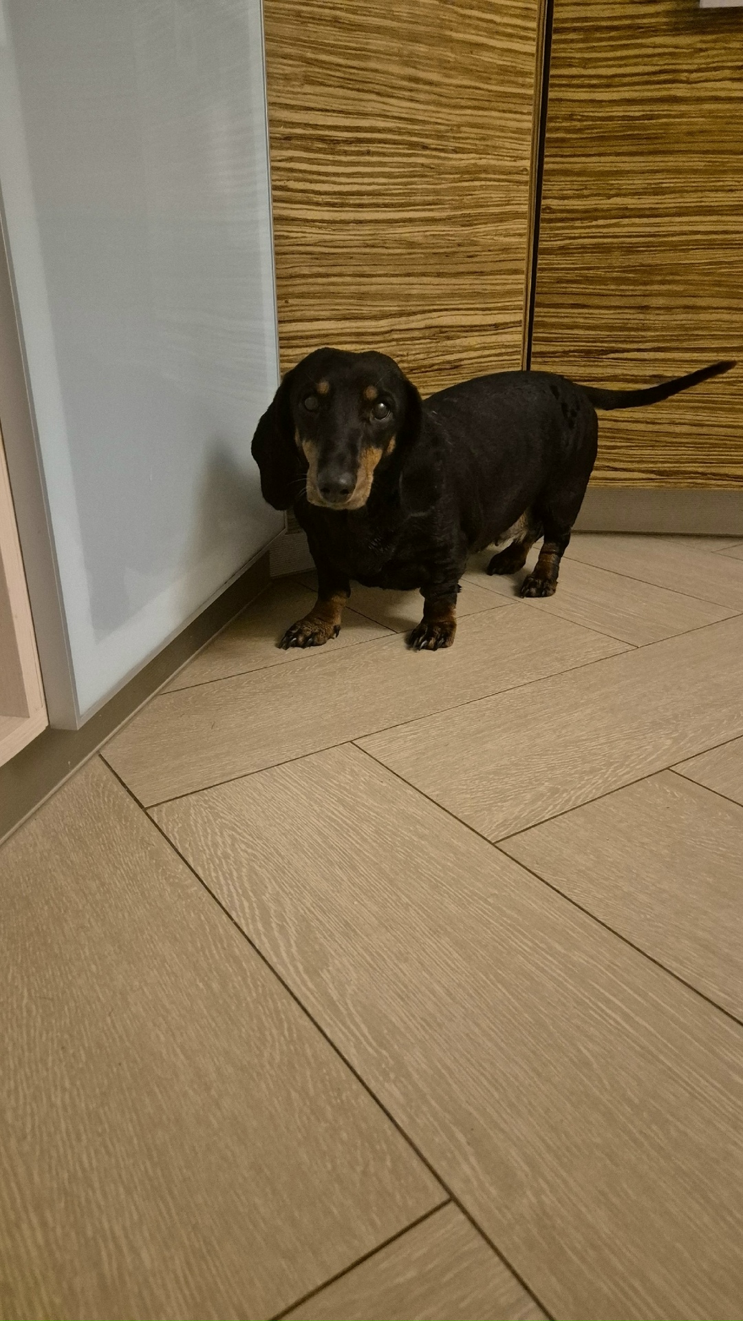 Найдена собака в Иванове — фото объявления