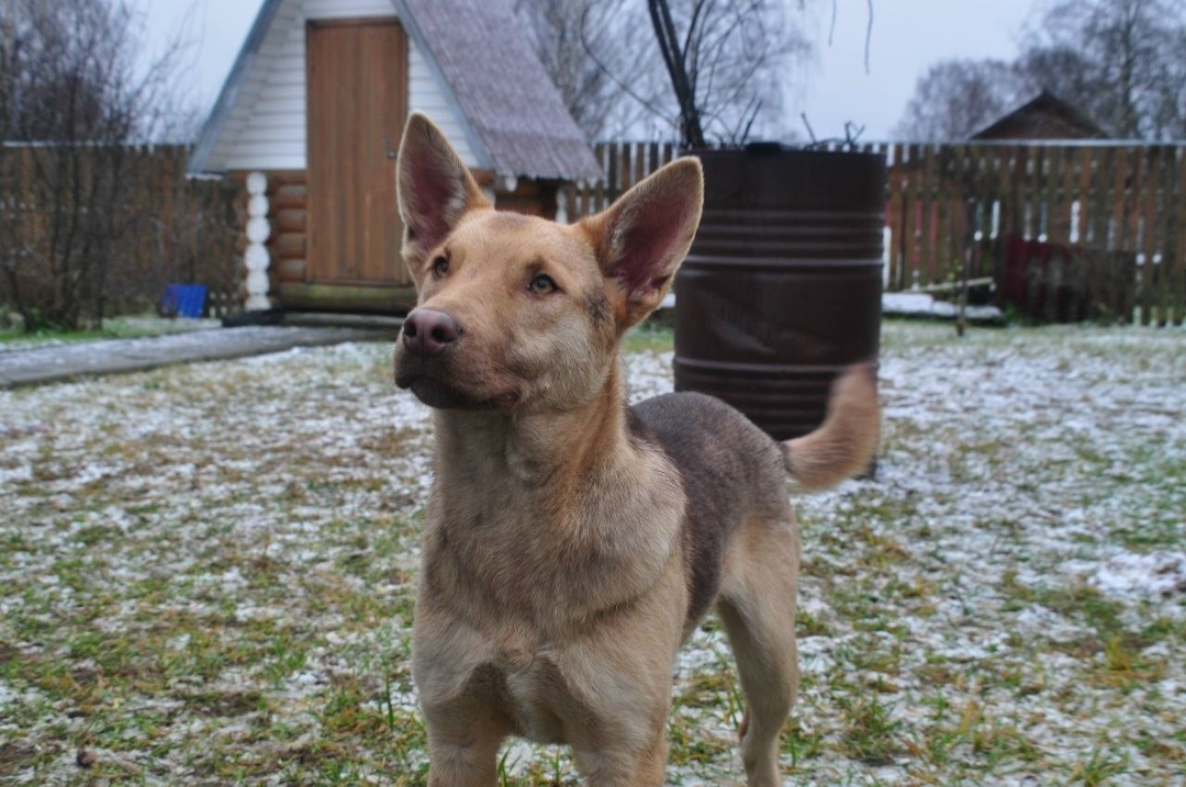 Найдена собака в Иванове — фото объявления