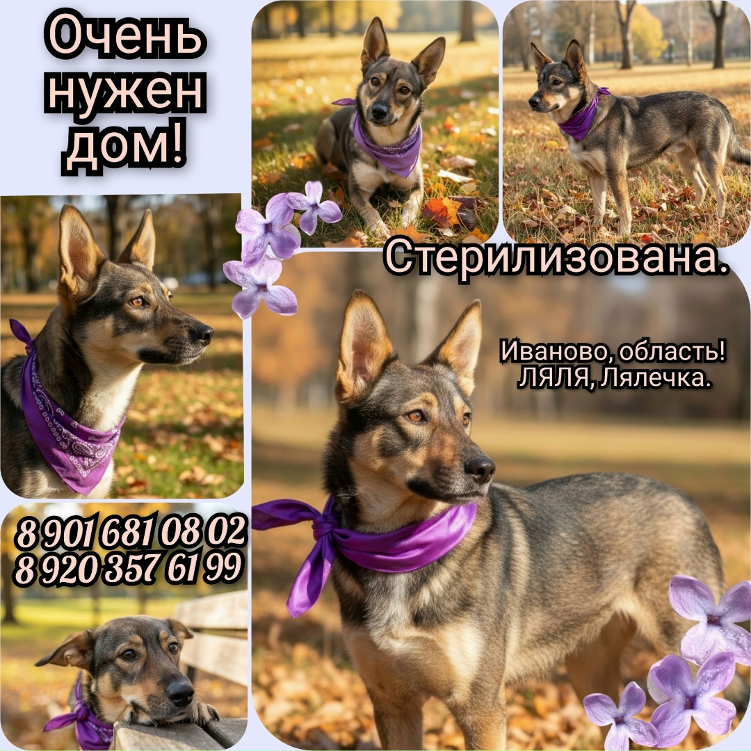 Найдена собака в Иванове — фото объявления