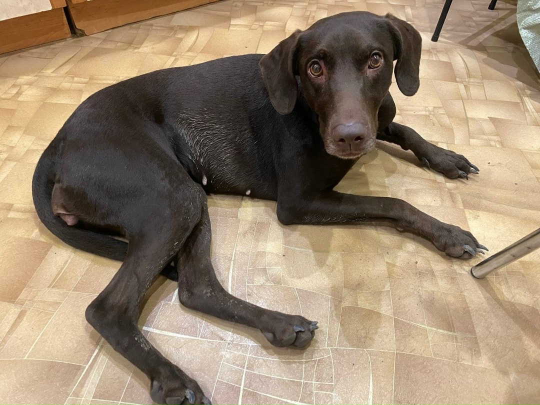 Найдена собака в Иванове — фото объявления