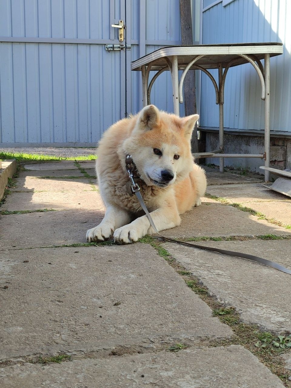 Найдена собака в Иванове — фото объявления