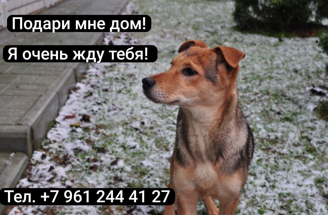 Найдена собака в Иванове — фото объявления