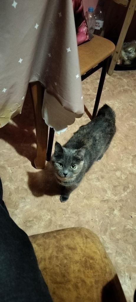 Пропала кошка в Иванове — фото объявления